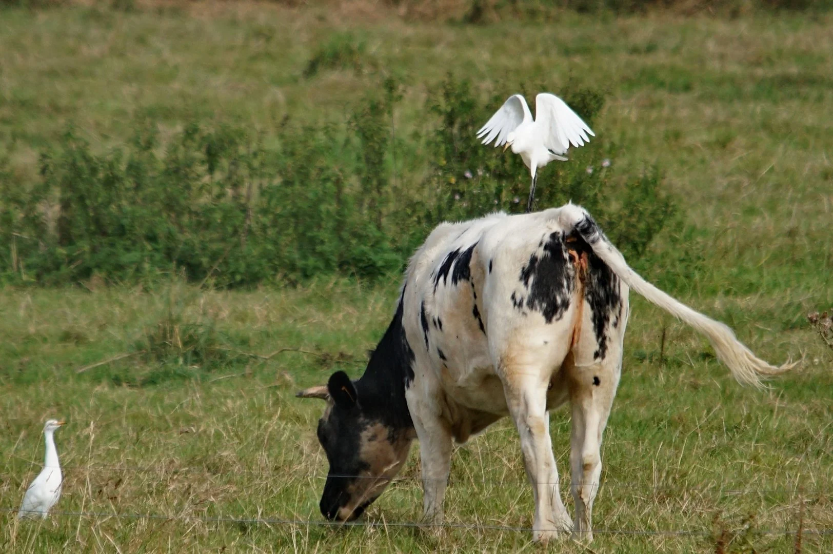 gr.animalier_octobre_2018-21.jpg