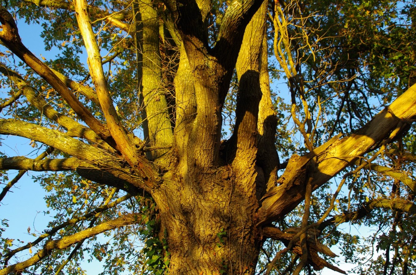 Bouquet-de-branches.jpg