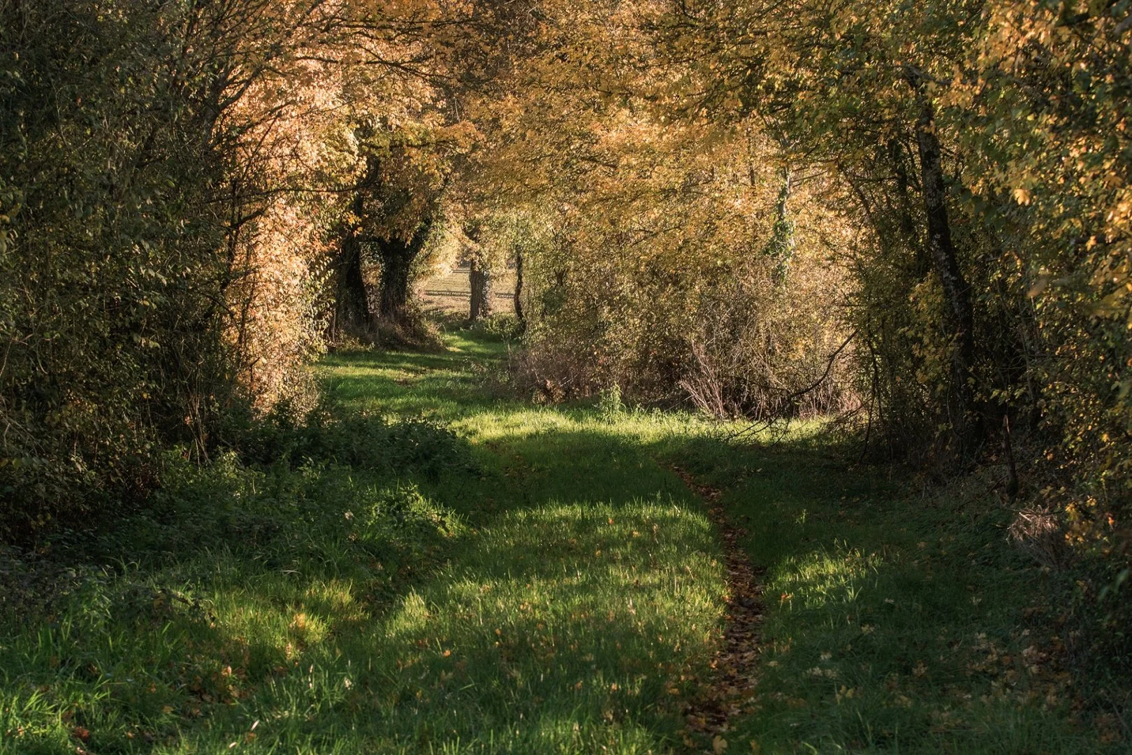 Automne.jpg