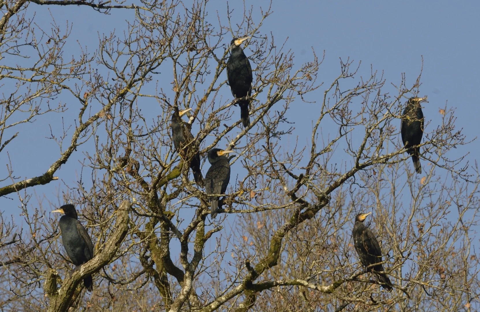 Bouquet-de-Grands-cormorans.17.jpg