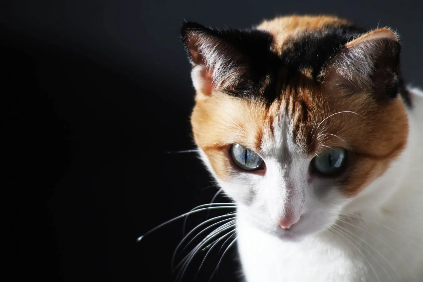 ¦il-de-chat-IMG_2093.jpg