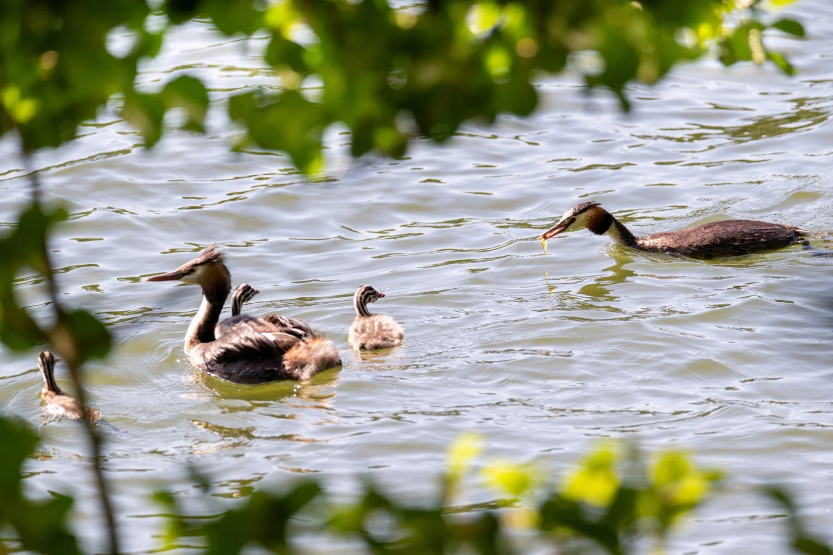 Grebe-huppe.jpg