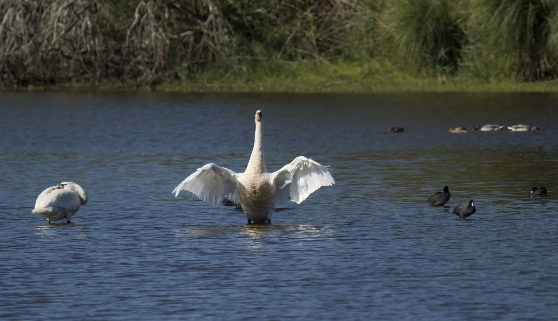 Cygne03_F8_1-1600sec_400Iso_600mm.jpg