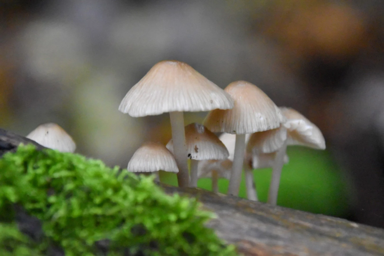 DSC_0019.jpg