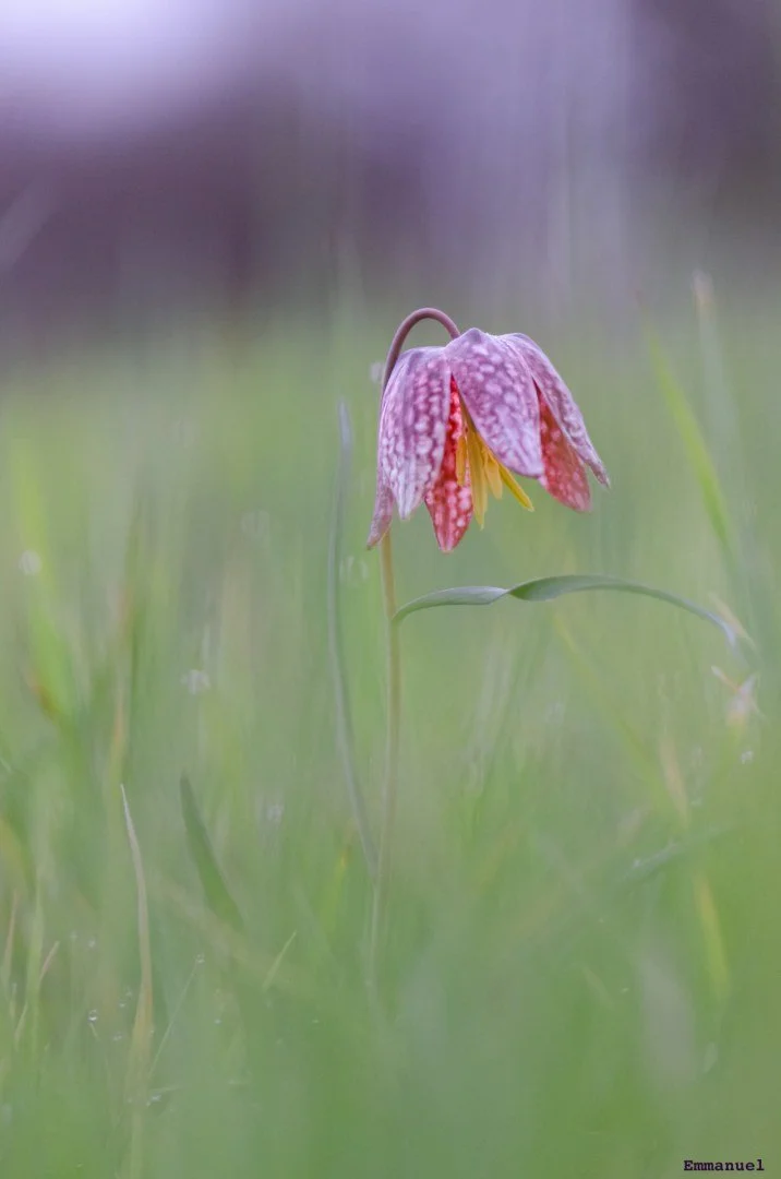 Fritillaires_avril_2021_23.jpg