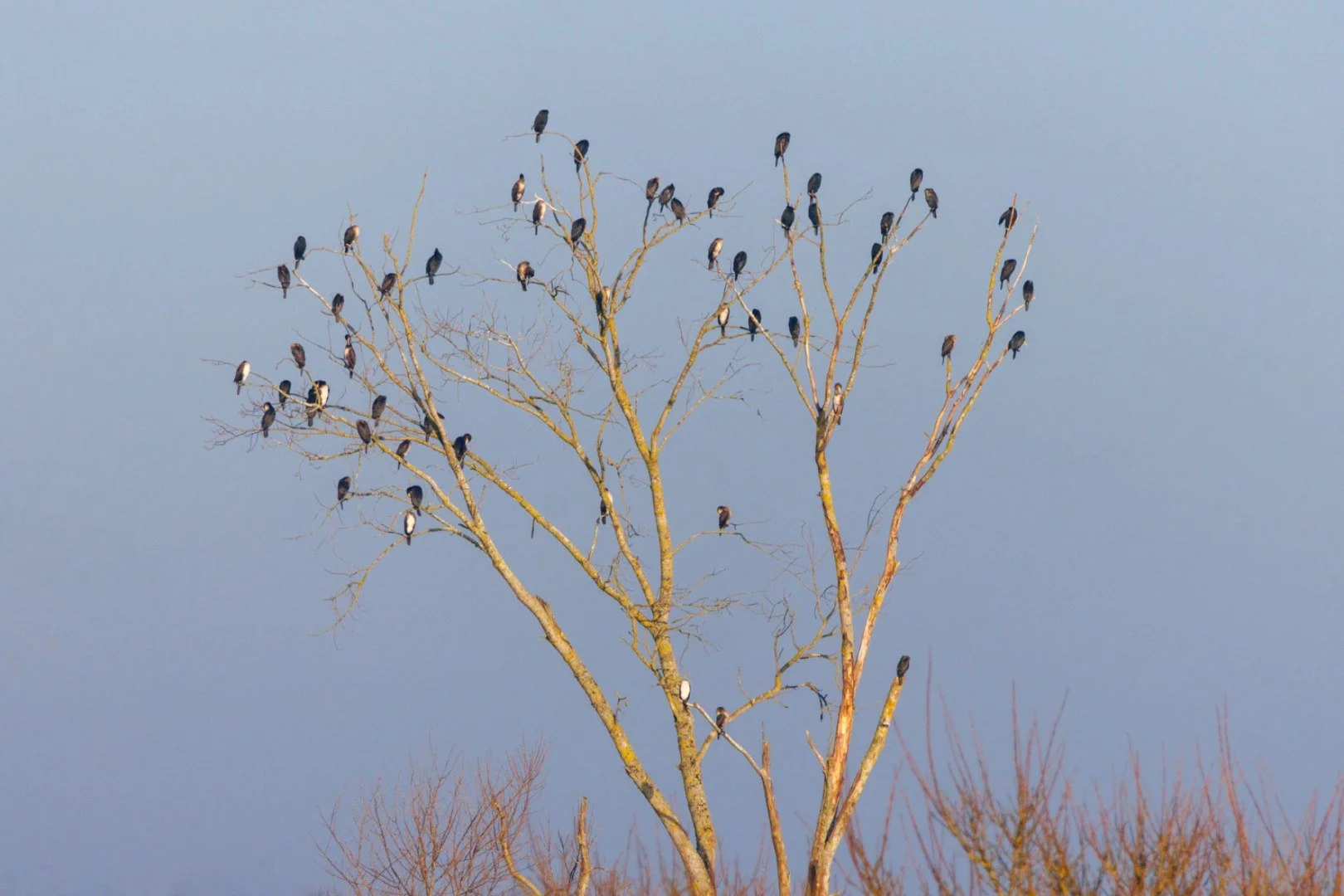 CB-0125-Cormorans.jpg