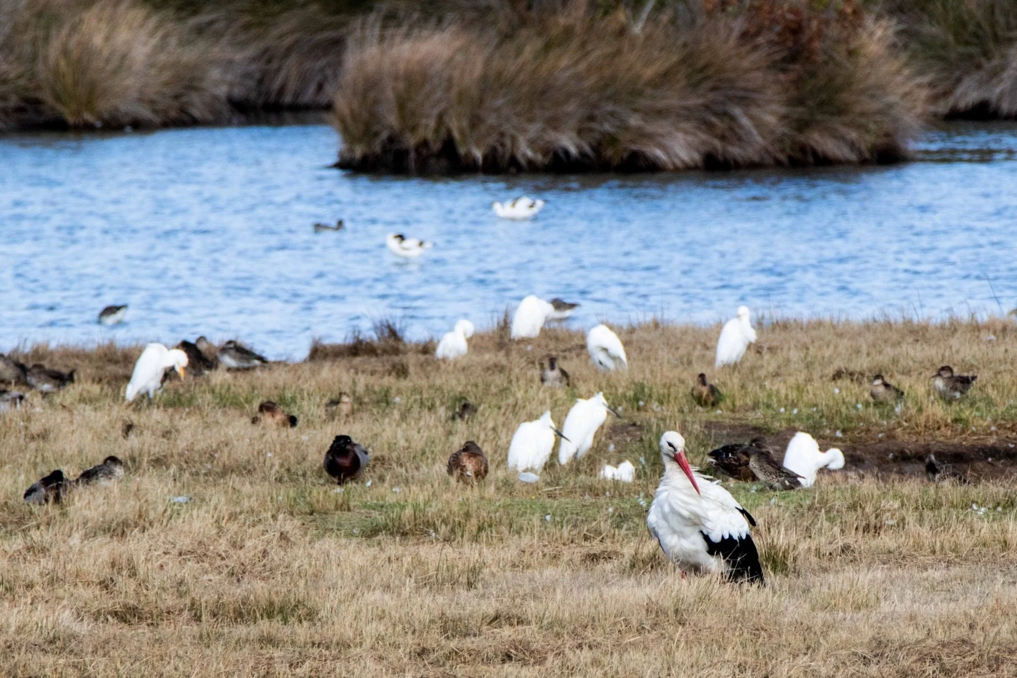 Le-Teich-25.jpg