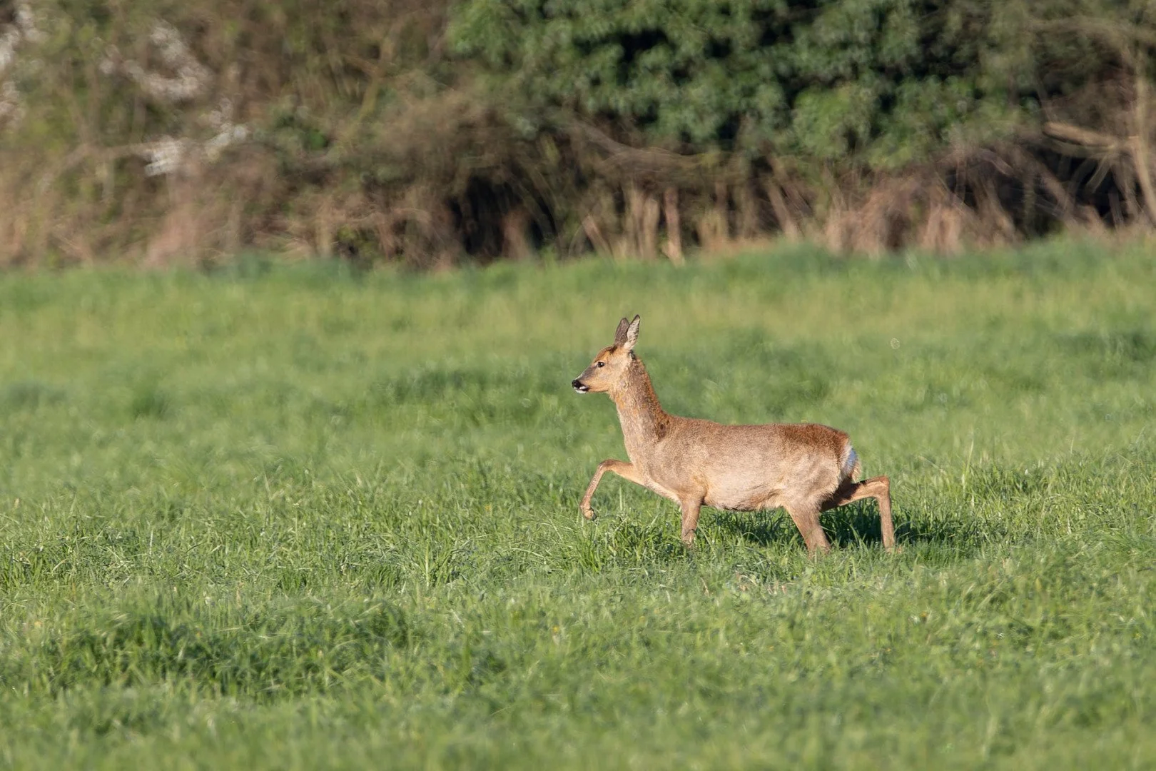 Chevreuil-03-23-2.jpg