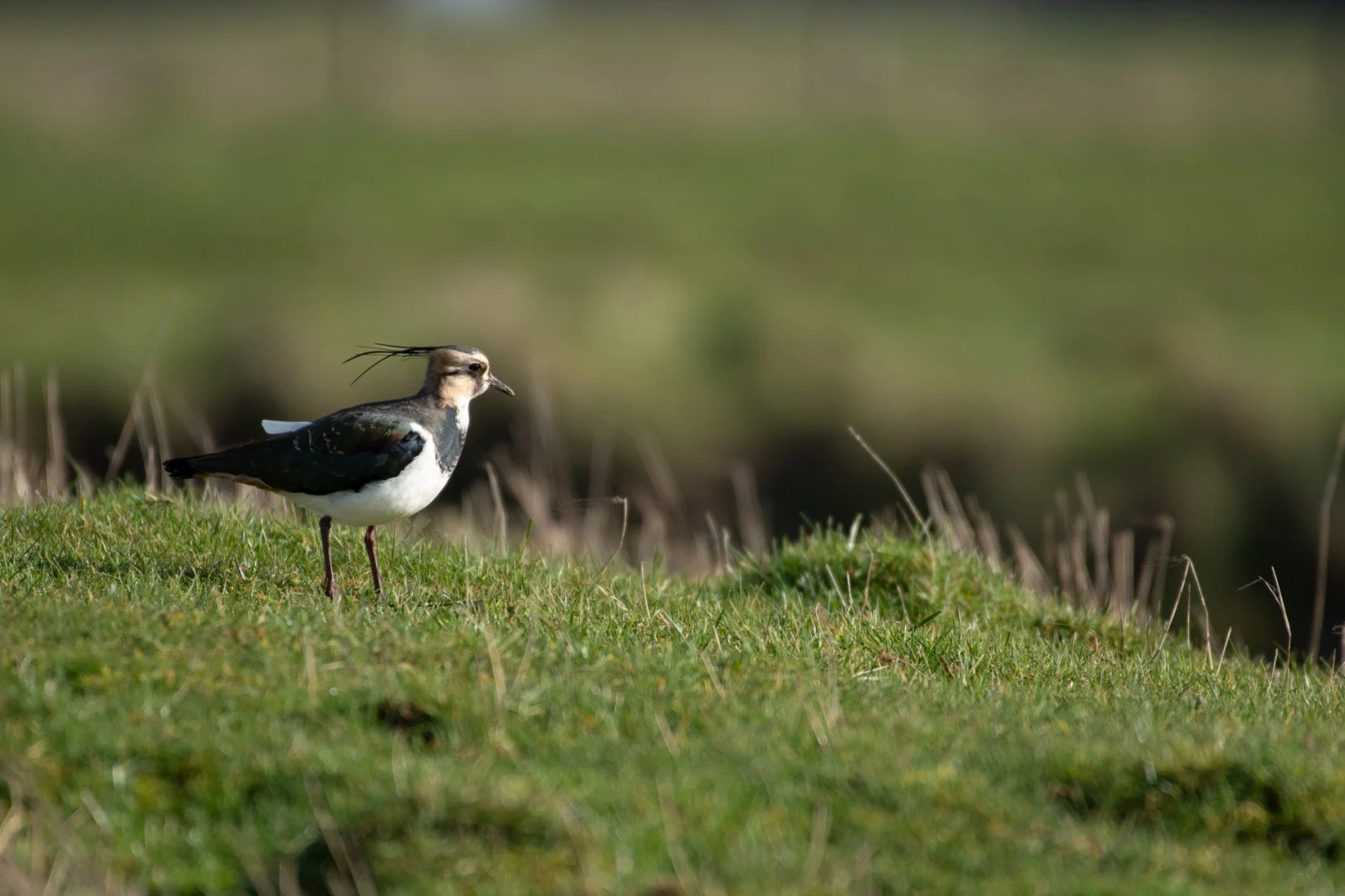 tm01_25-Vanneau-Huppe.jpg