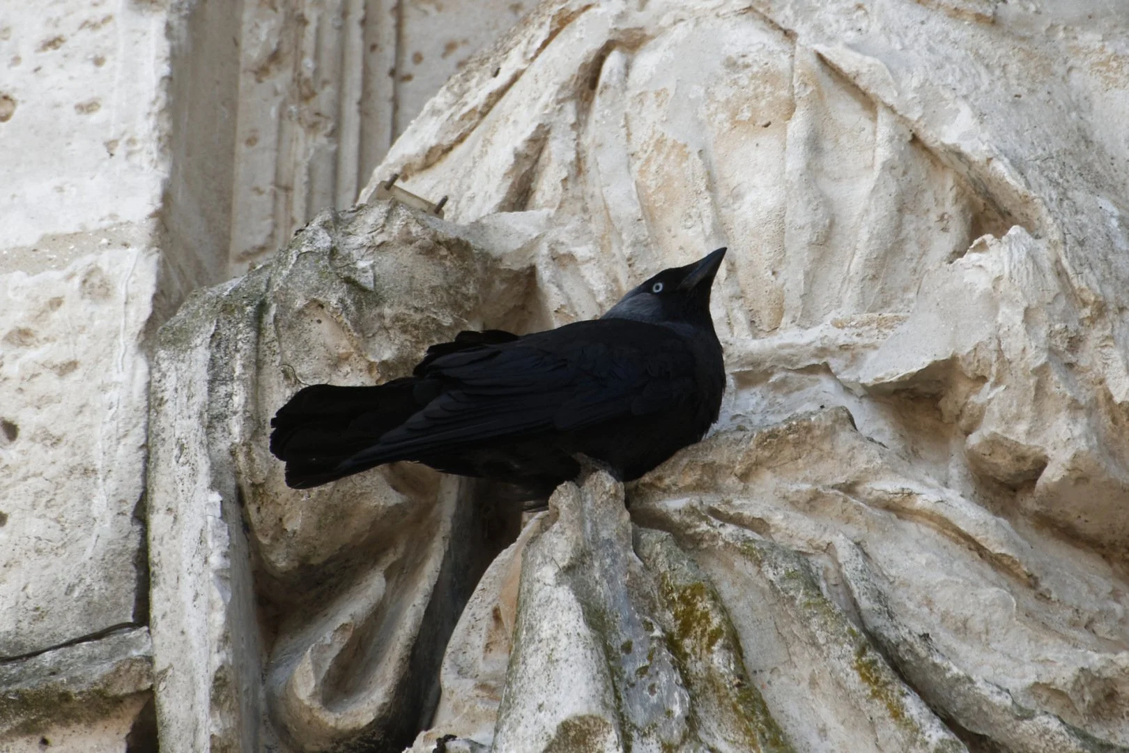 NB07-choucas.jpg