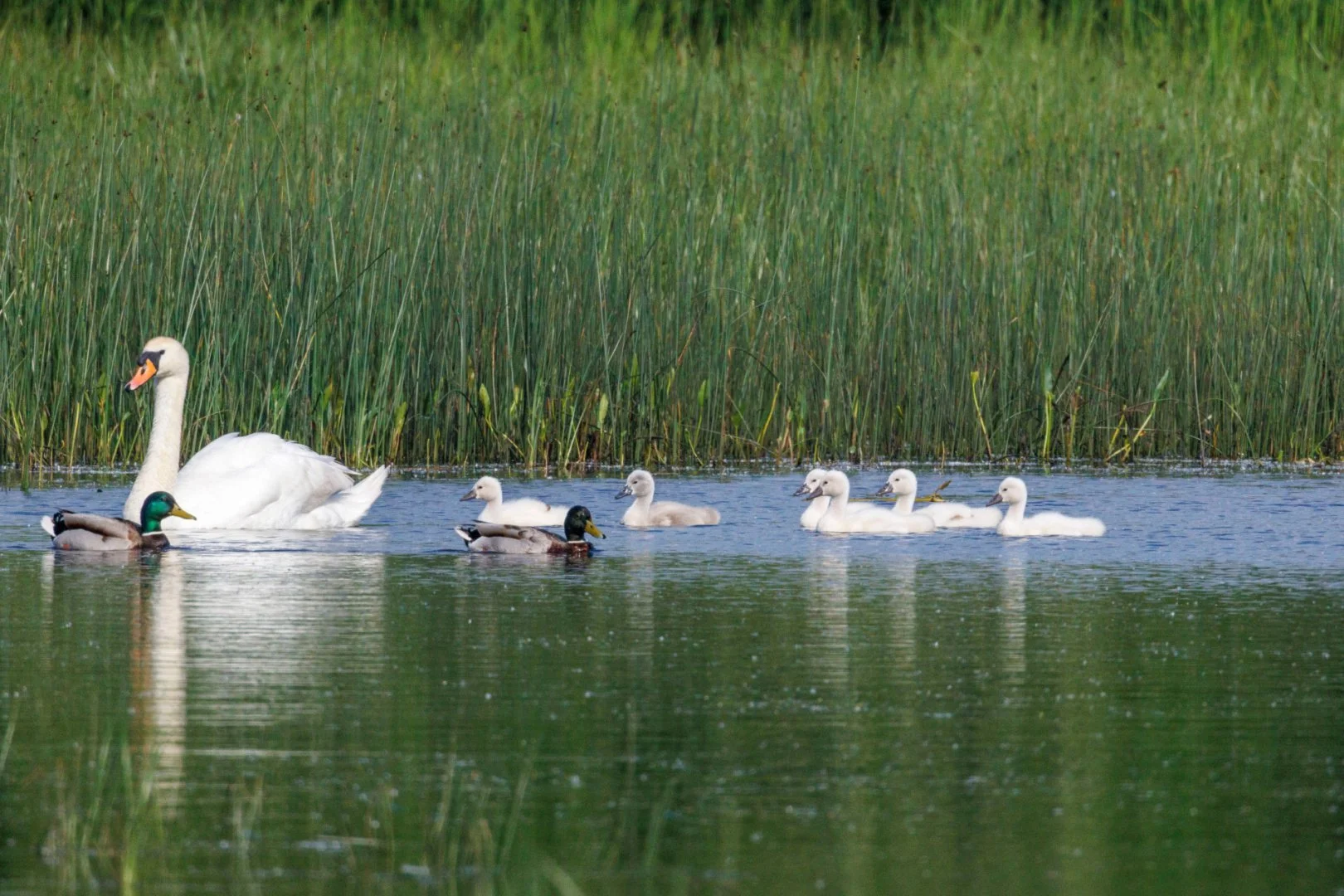 CB-0524-Maman-Cygne-et-ses-petits_1.jpg