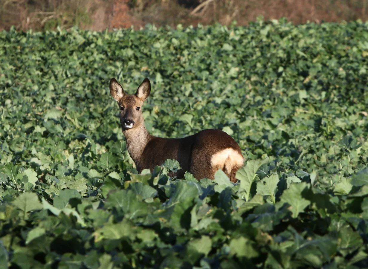 biche.jpg