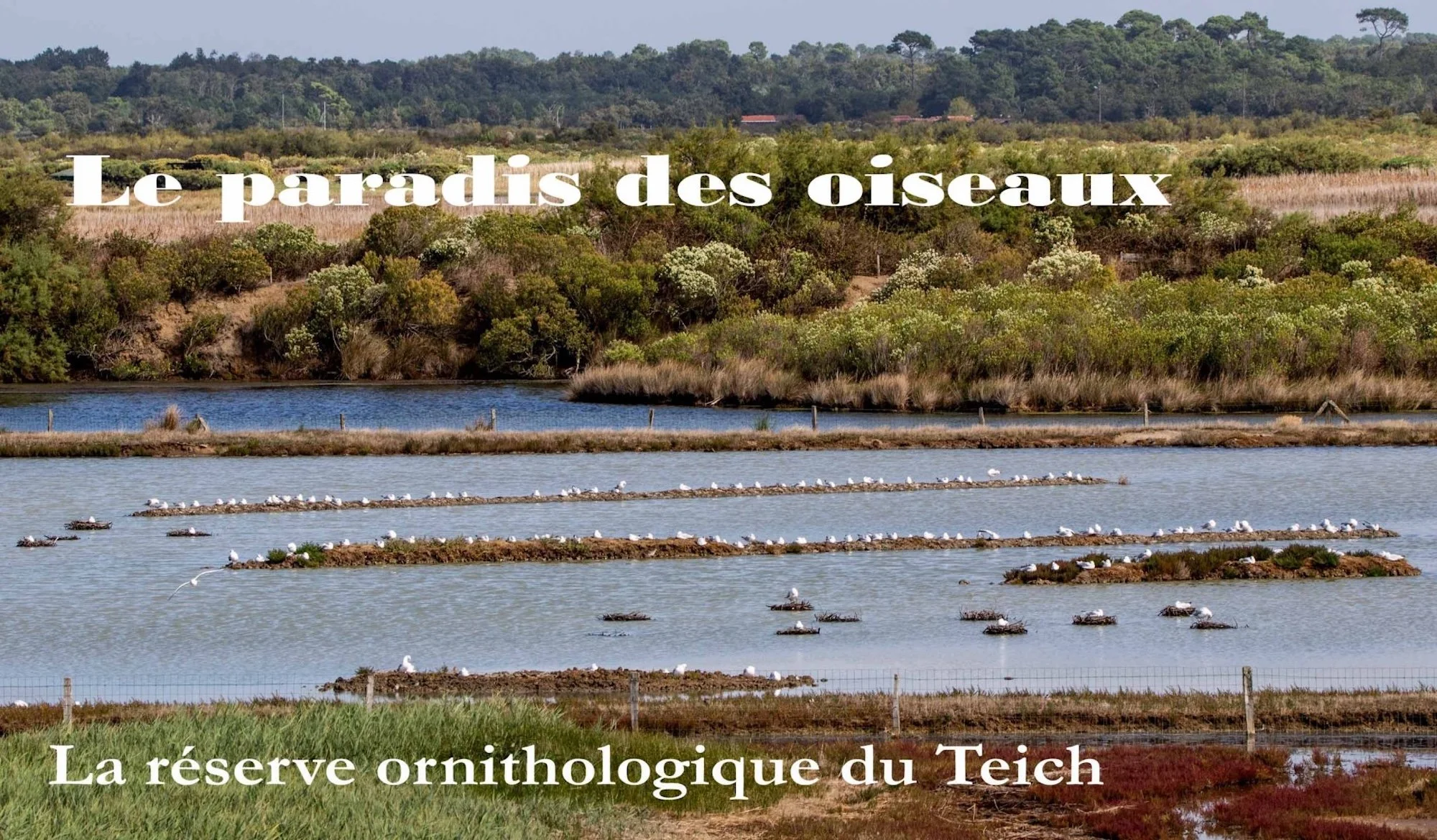 Le-Teich-09.jpg
