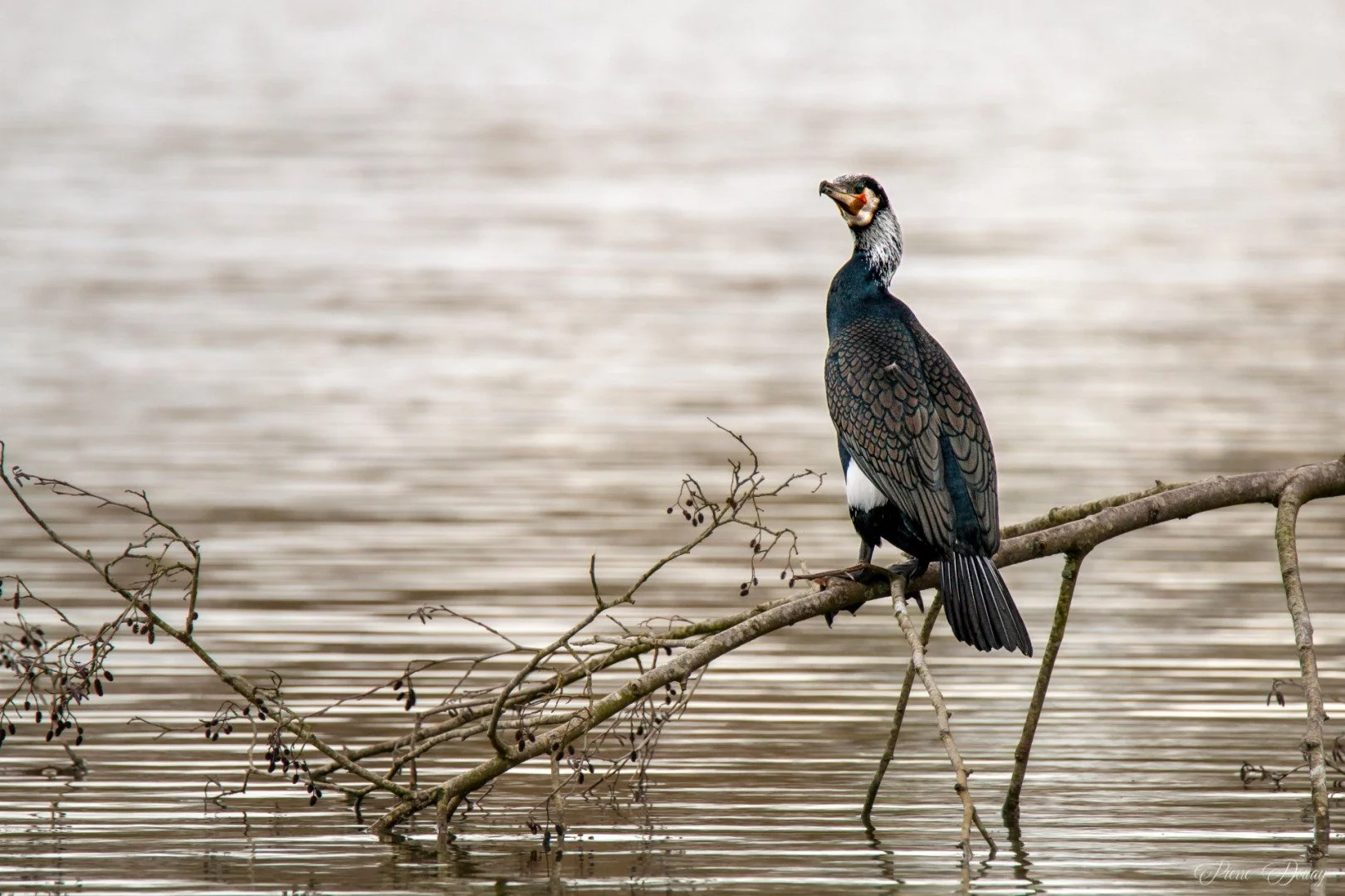 P-D-02-25-12-Grand-Cormoran.jpg