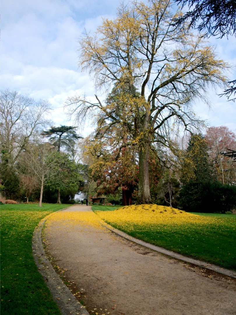 automne.jpg