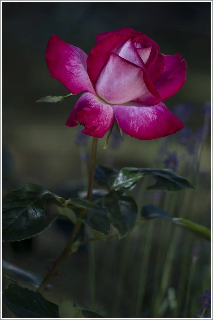 Roses-4.jpg