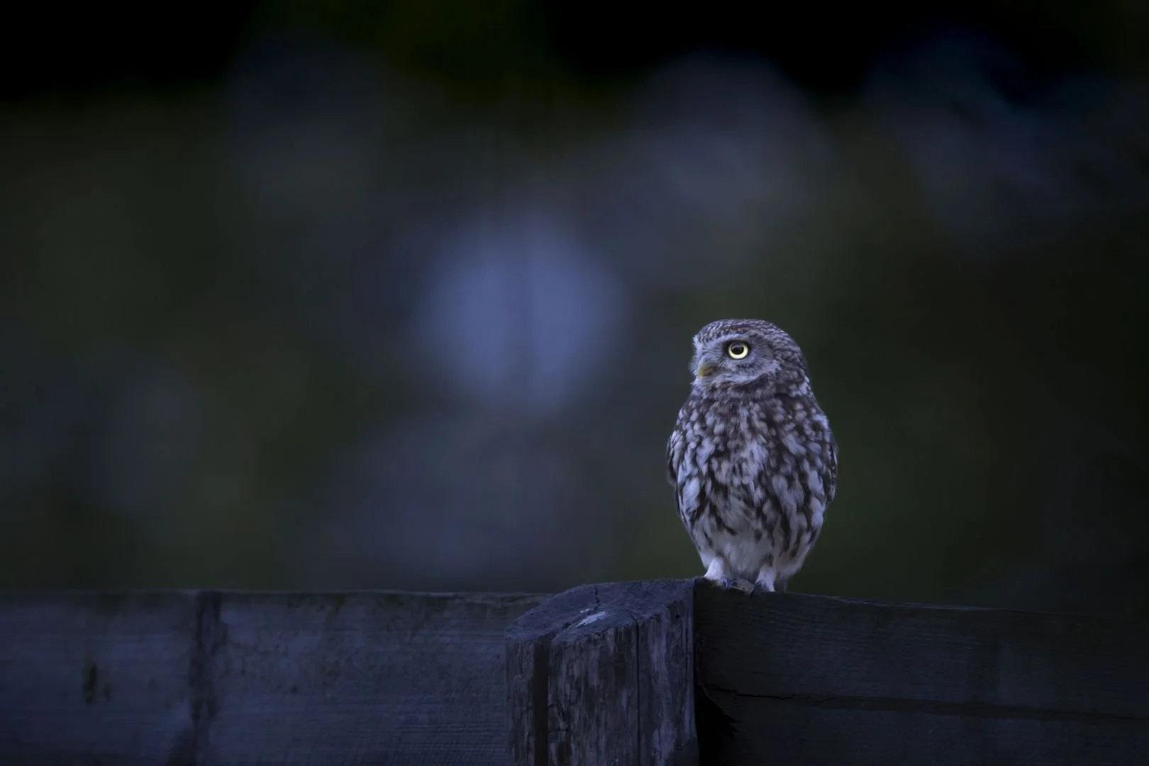 Sagesse-de-la-nuit.jpg