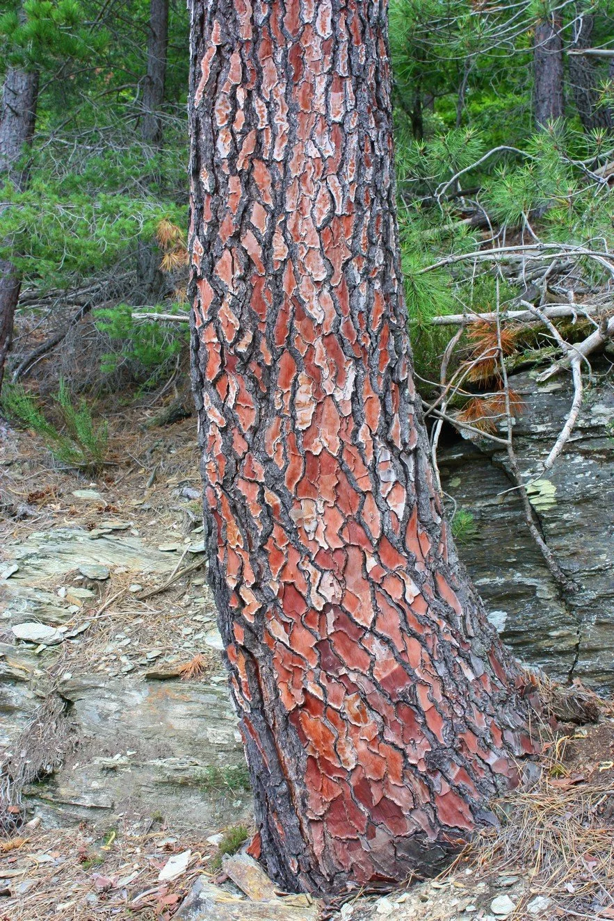 _00591.jpg