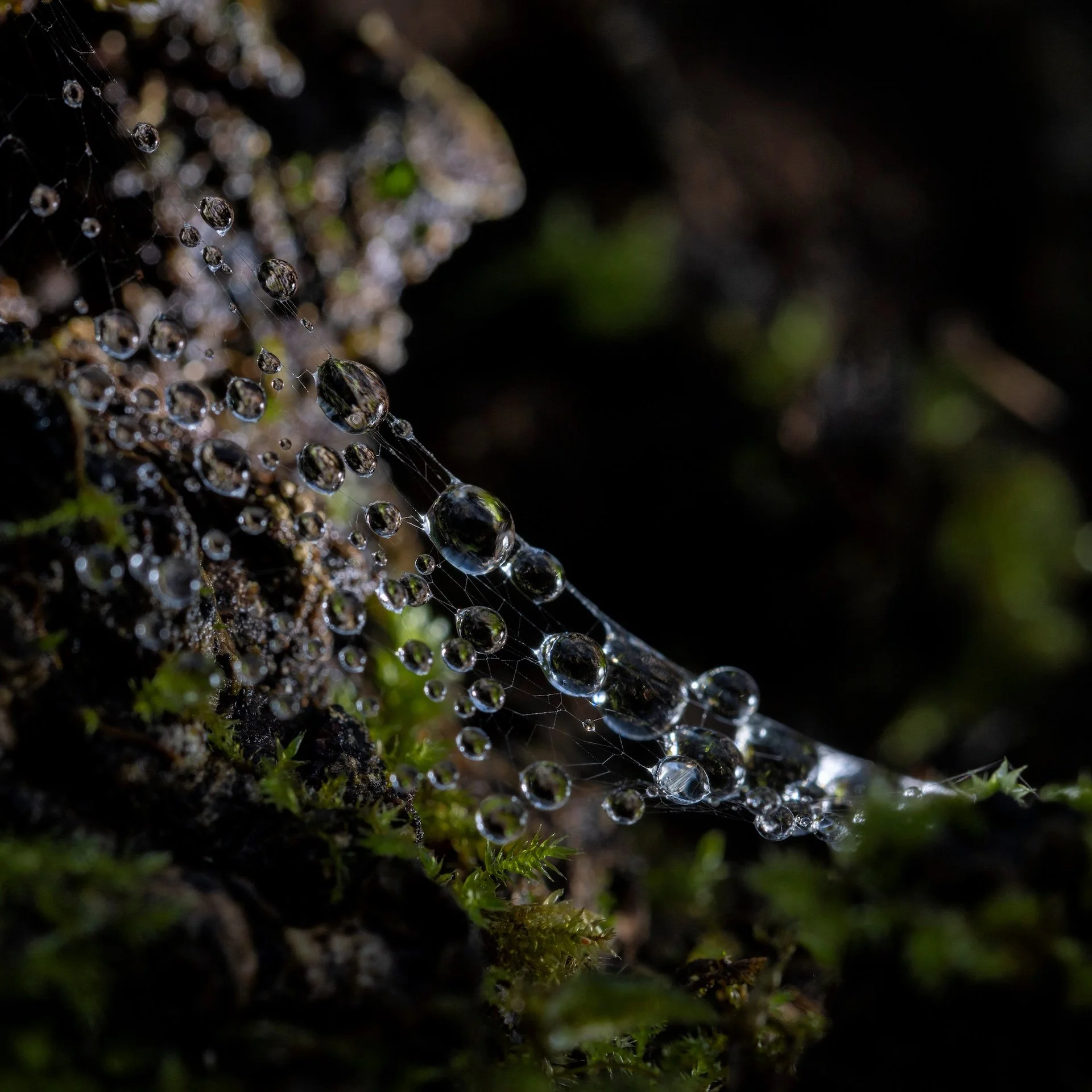RG_0126_Nature02.jpg