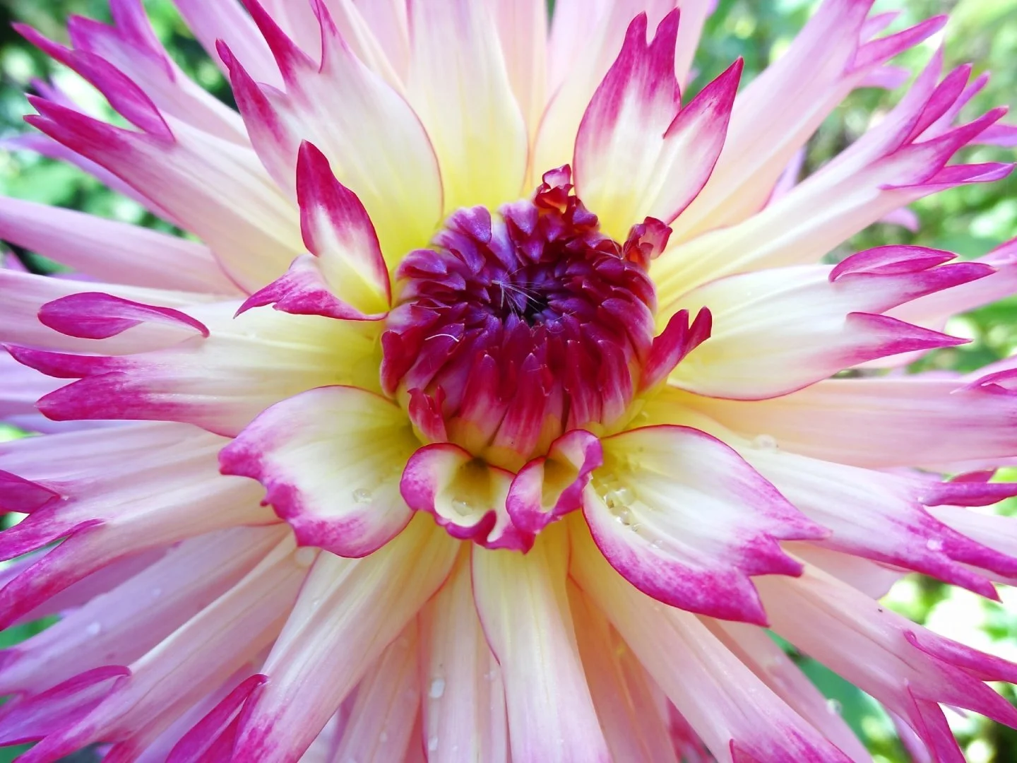 beauté-du-jardin.jpg