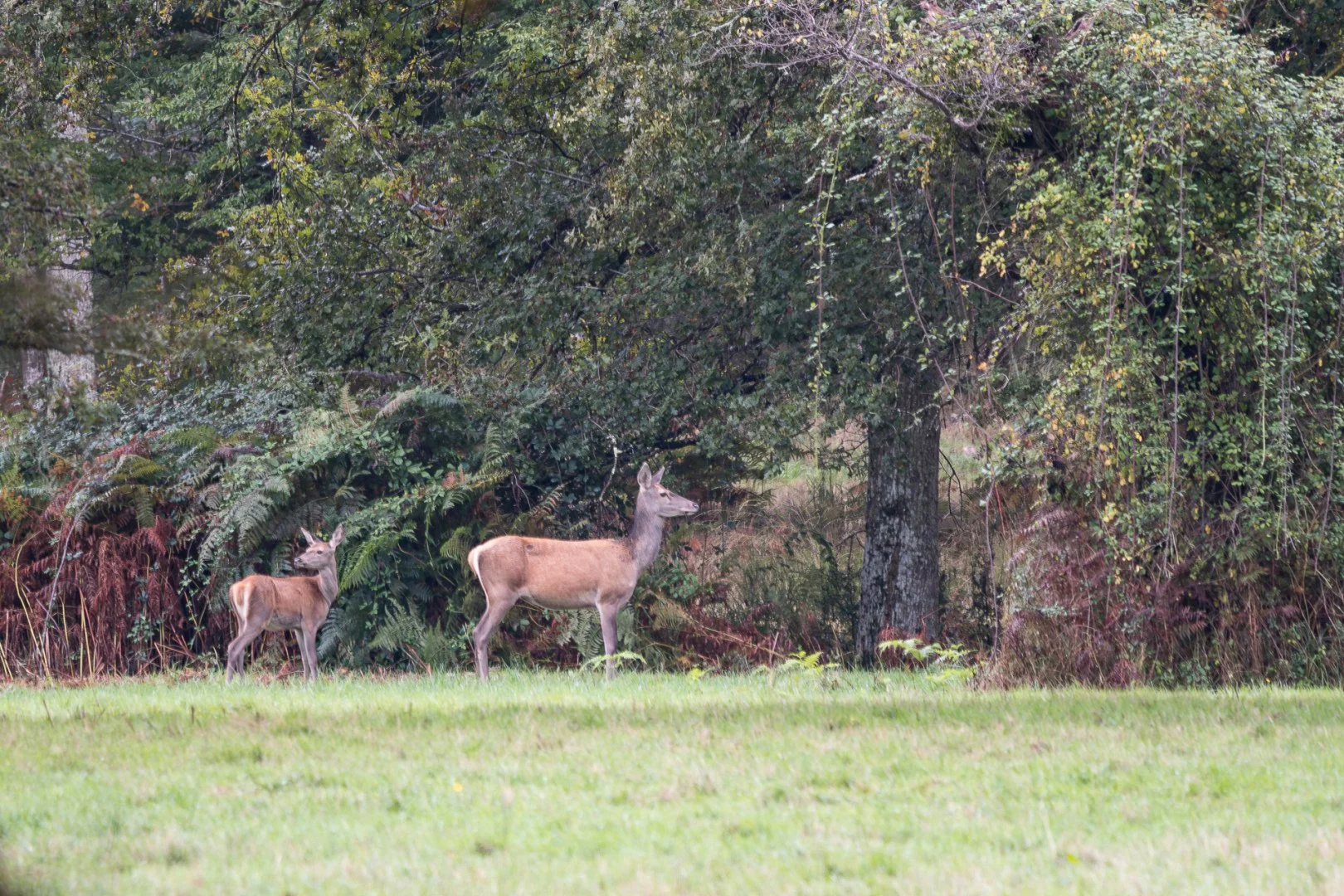 BH092024-1-5-biche.jpg