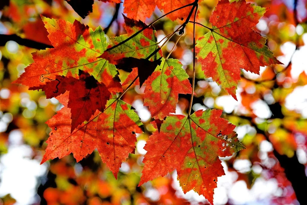 Quand la forêt nous prête ses couleurs