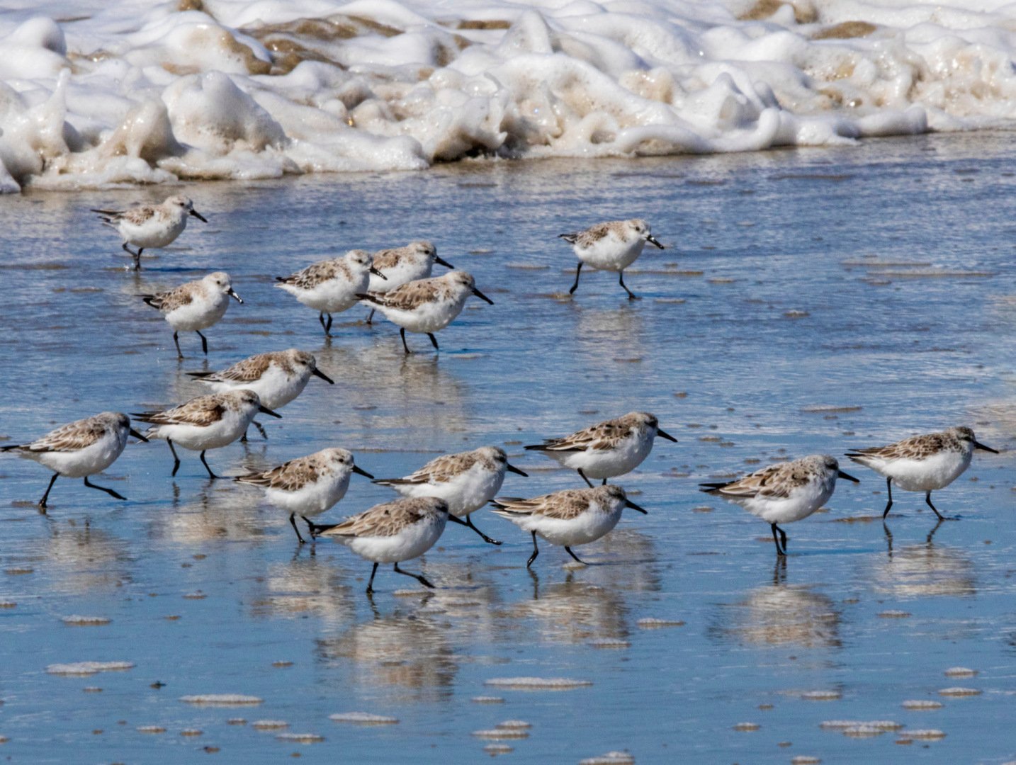 Becasseau-sanderling-7.jpg