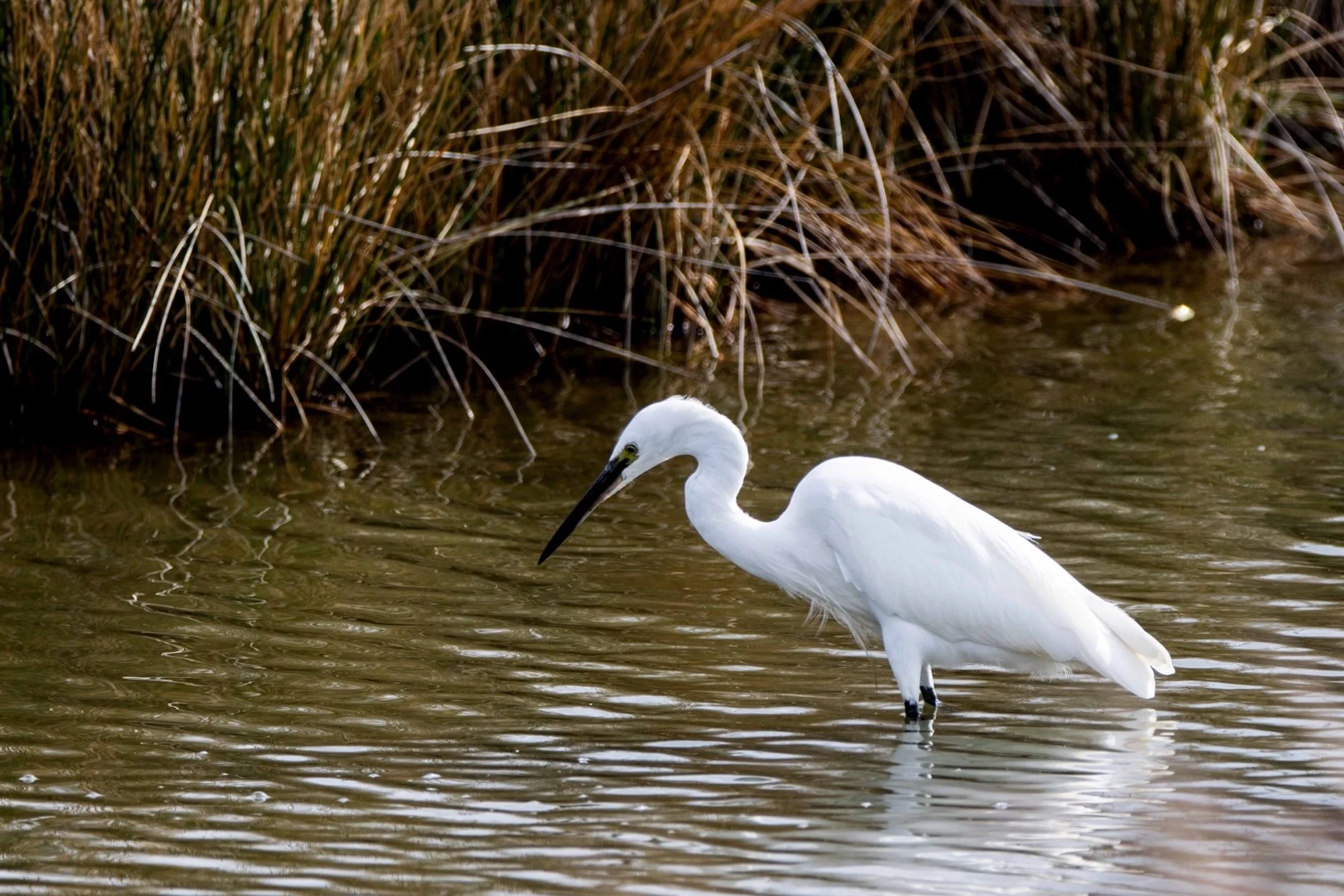 Le-Teich-13.jpg