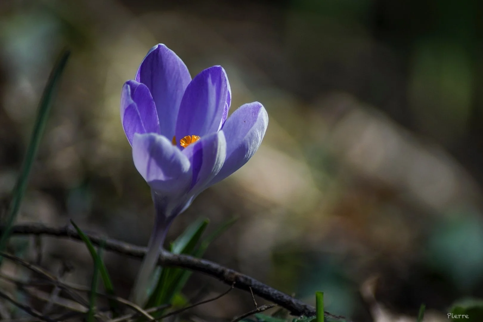 Sortie Chailland février 2019