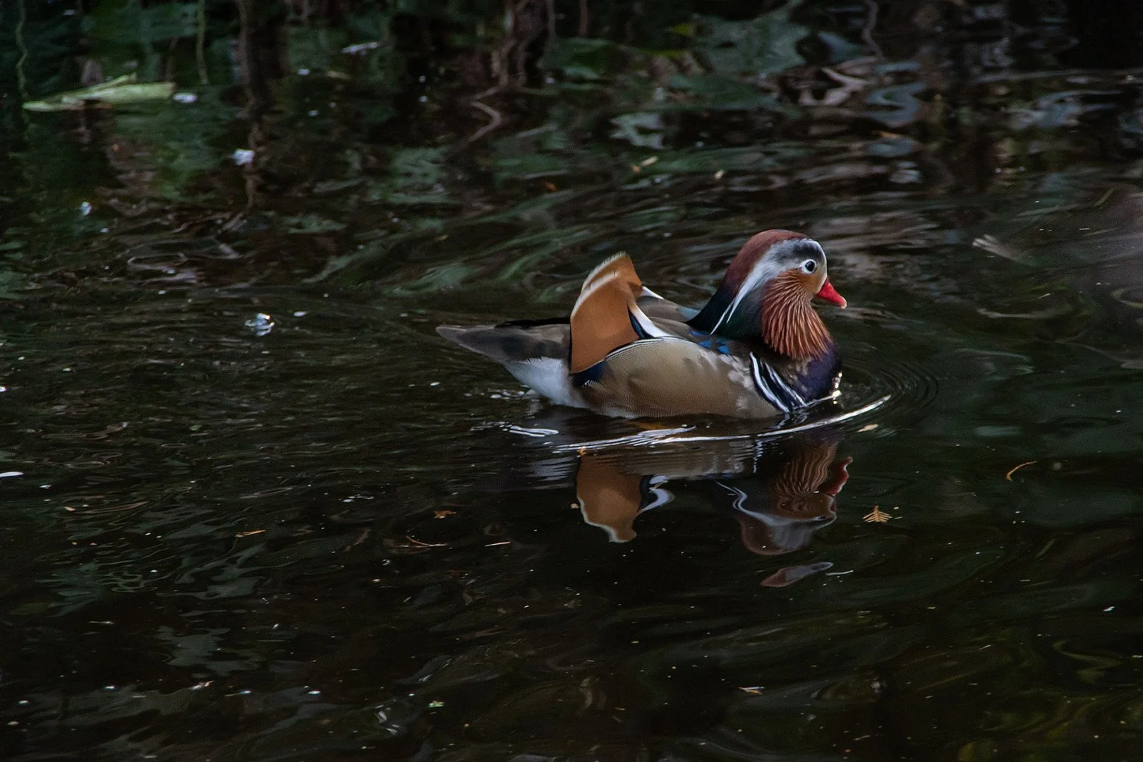 Mandarin.jpg