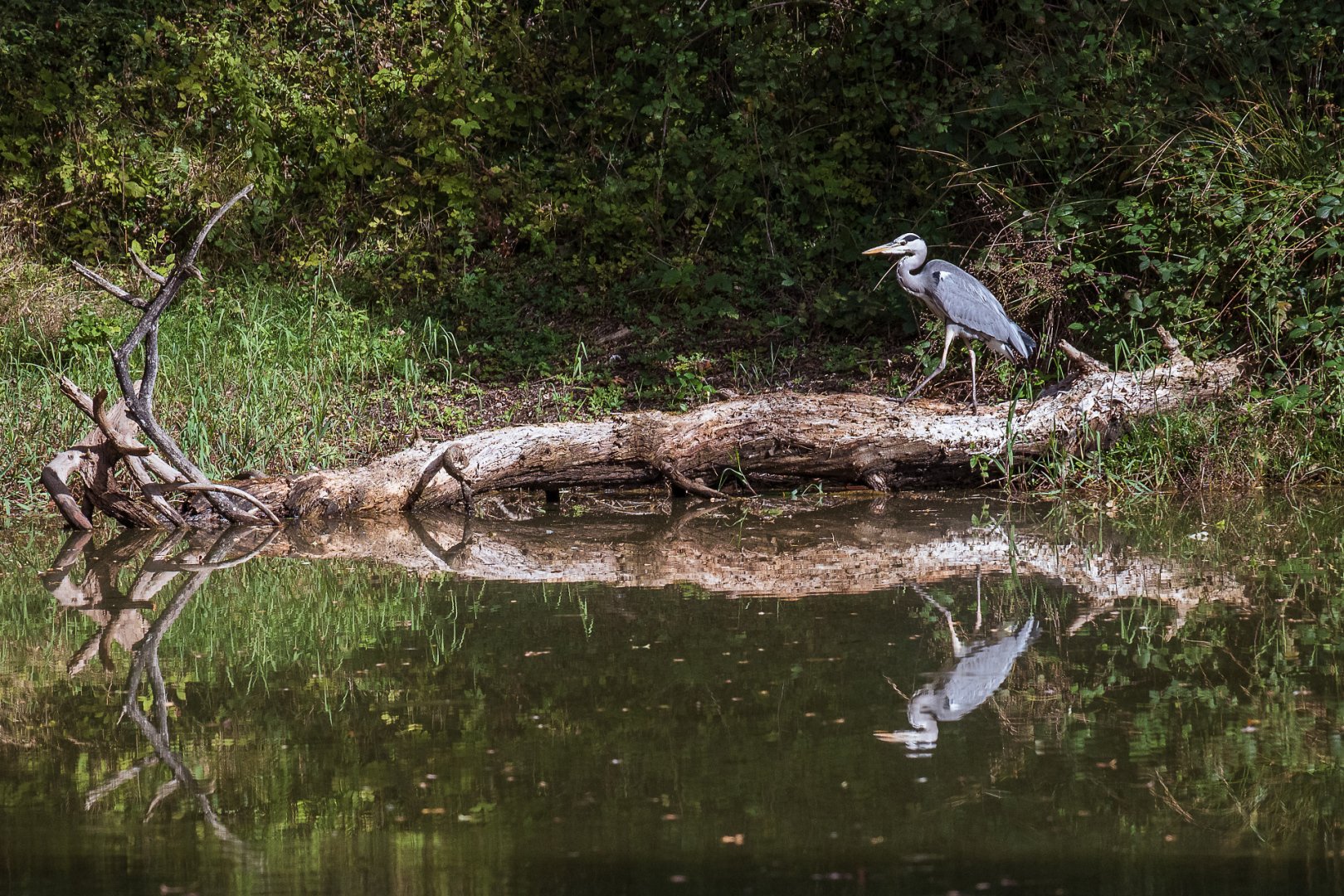 BH-1023-heron-1.jpg