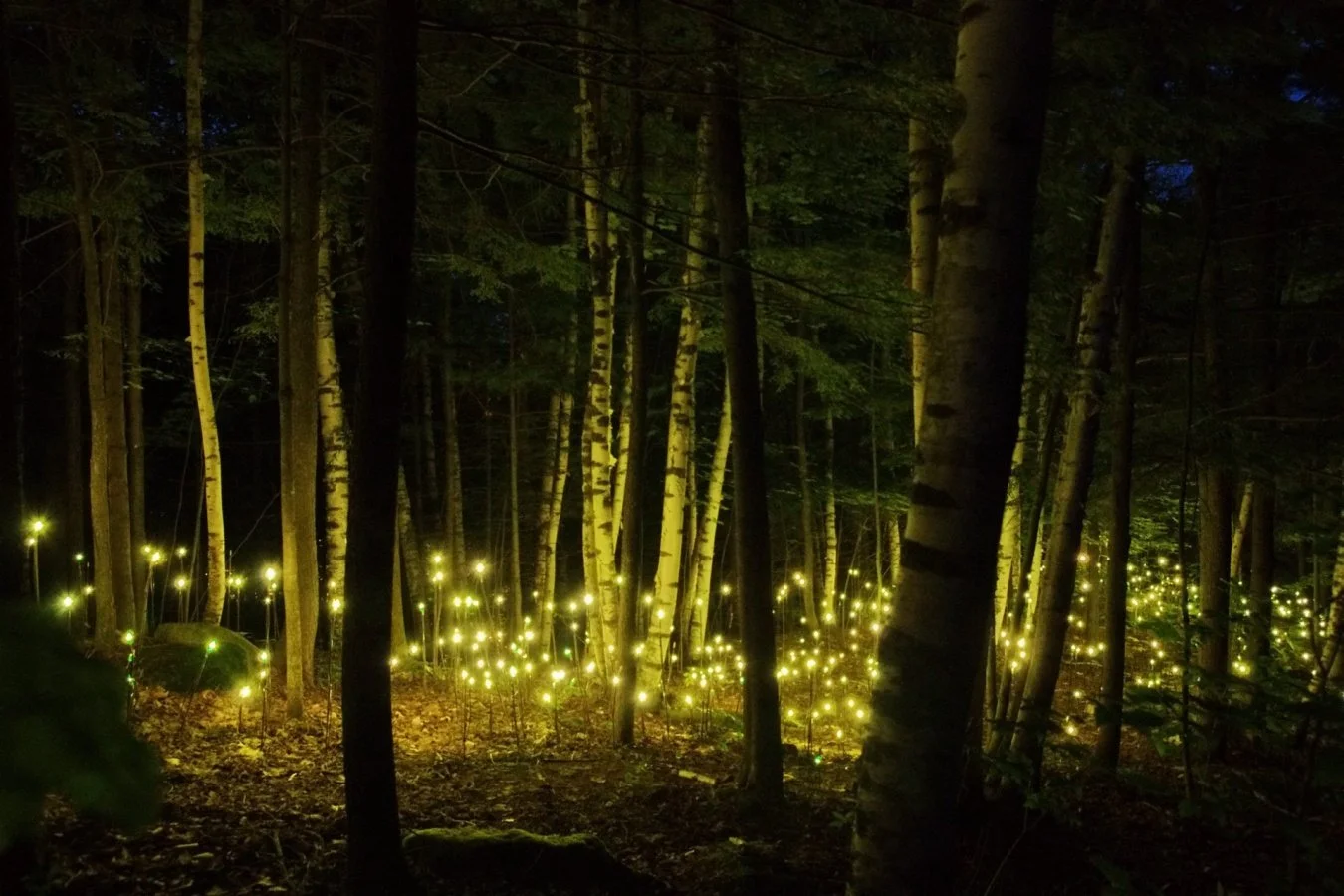 072015Foresta-Lumina-.jpg