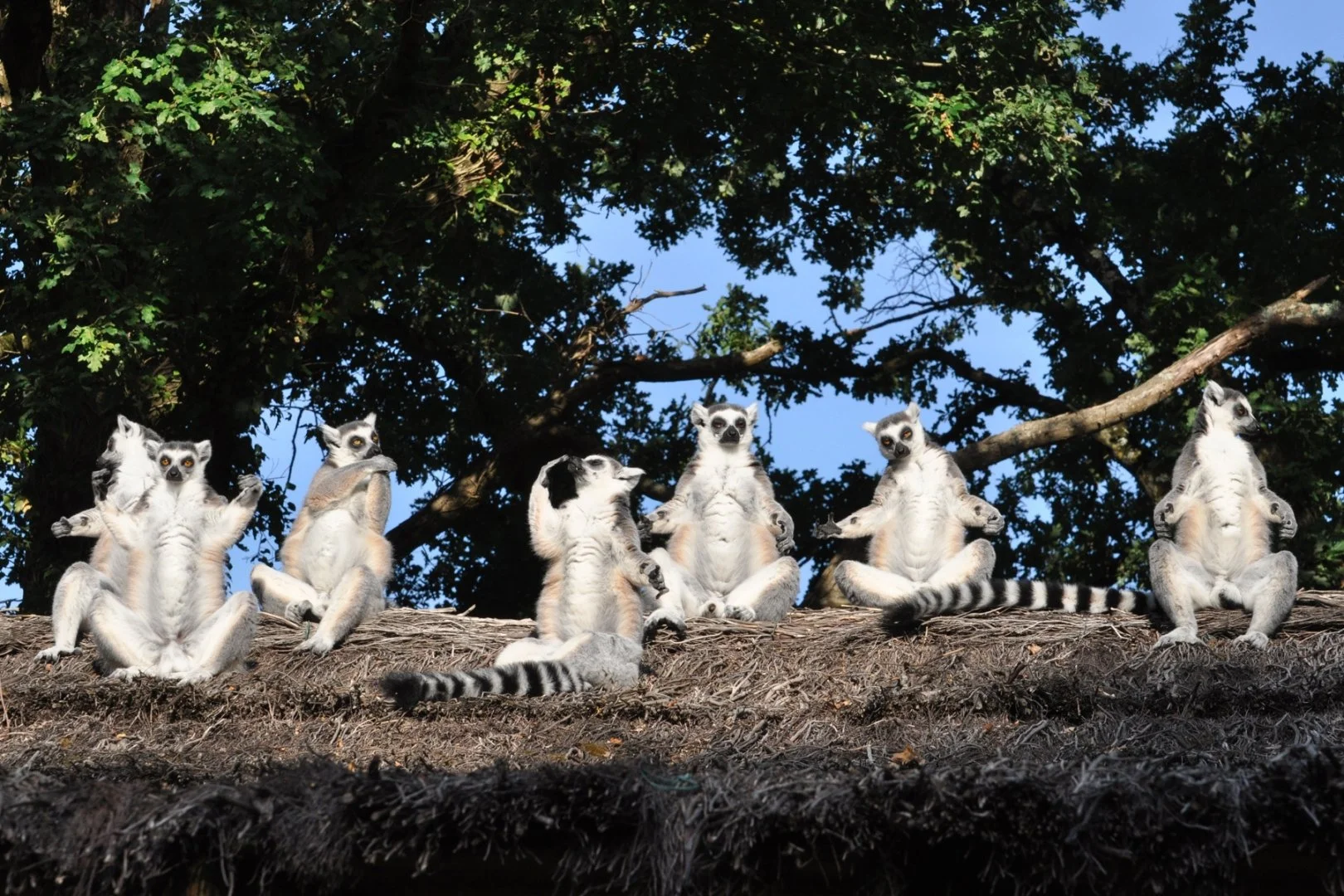 gr.animalier_octobre_2018-07.JPG