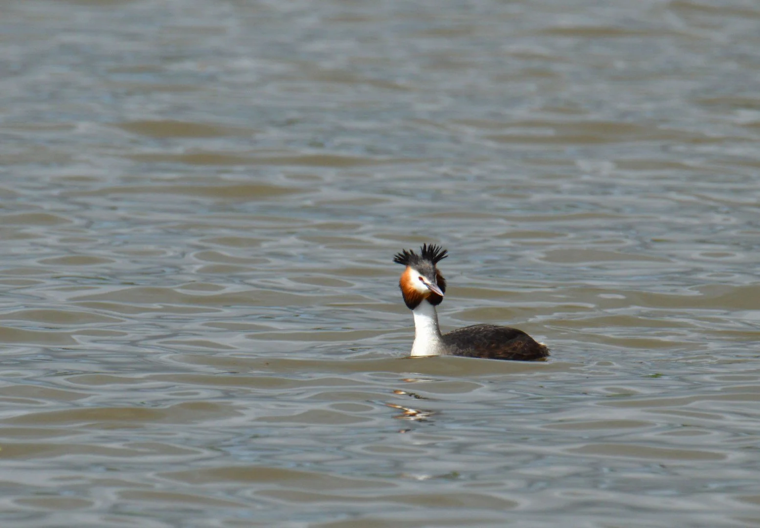 Grebe_Huppee_04.jpg