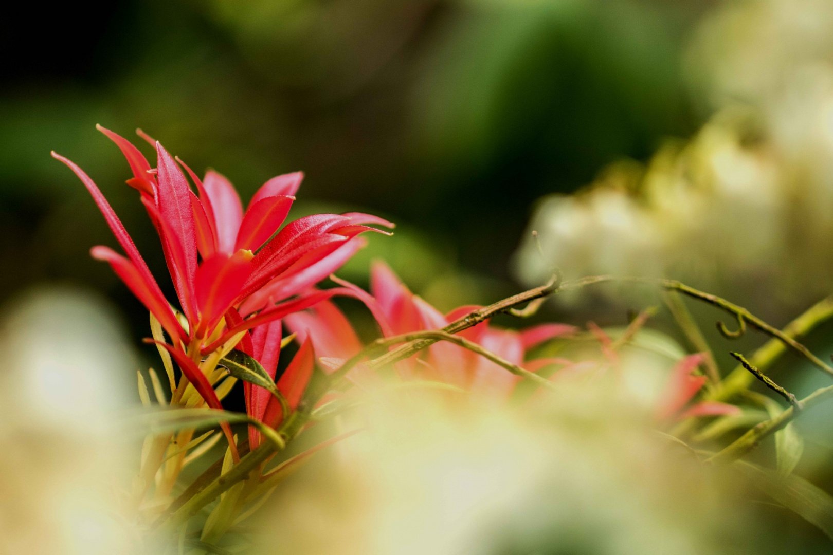 La-fleur-sort-du-coton.jpg