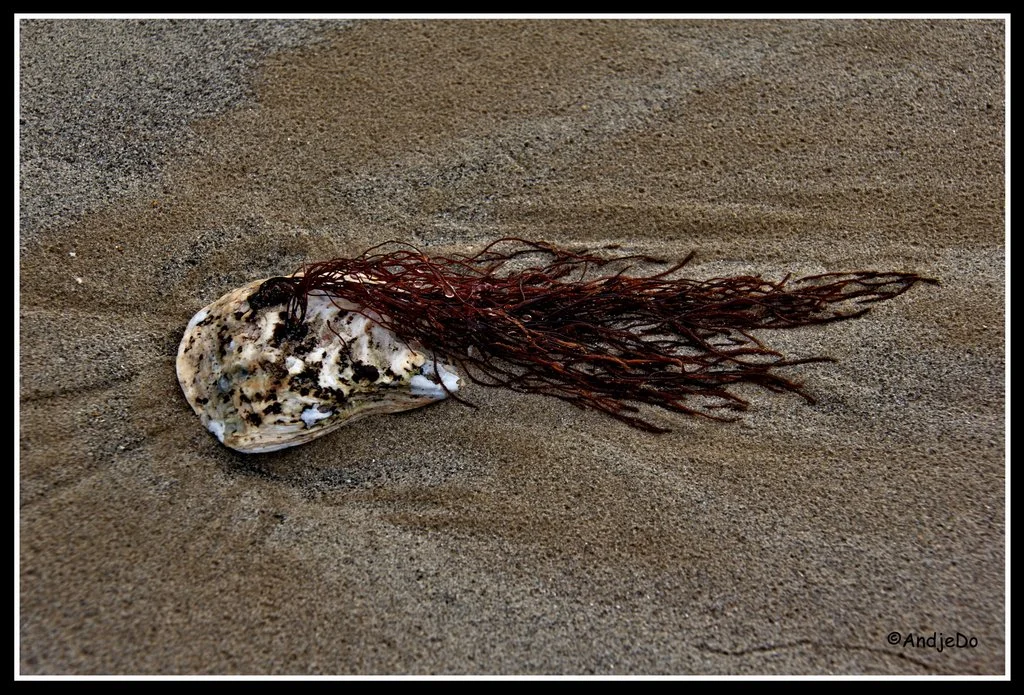 05ParamePlage.jpg
