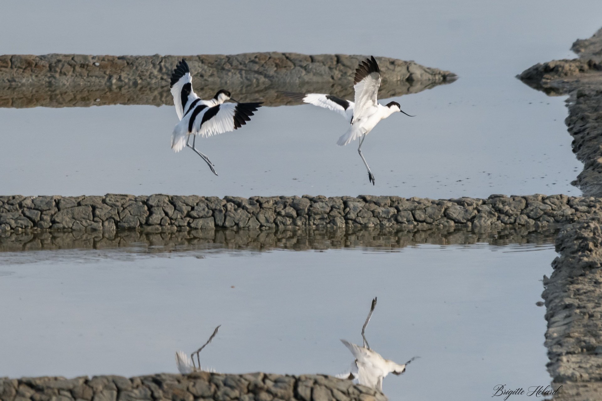 04-26 BH avocette 3.jpg