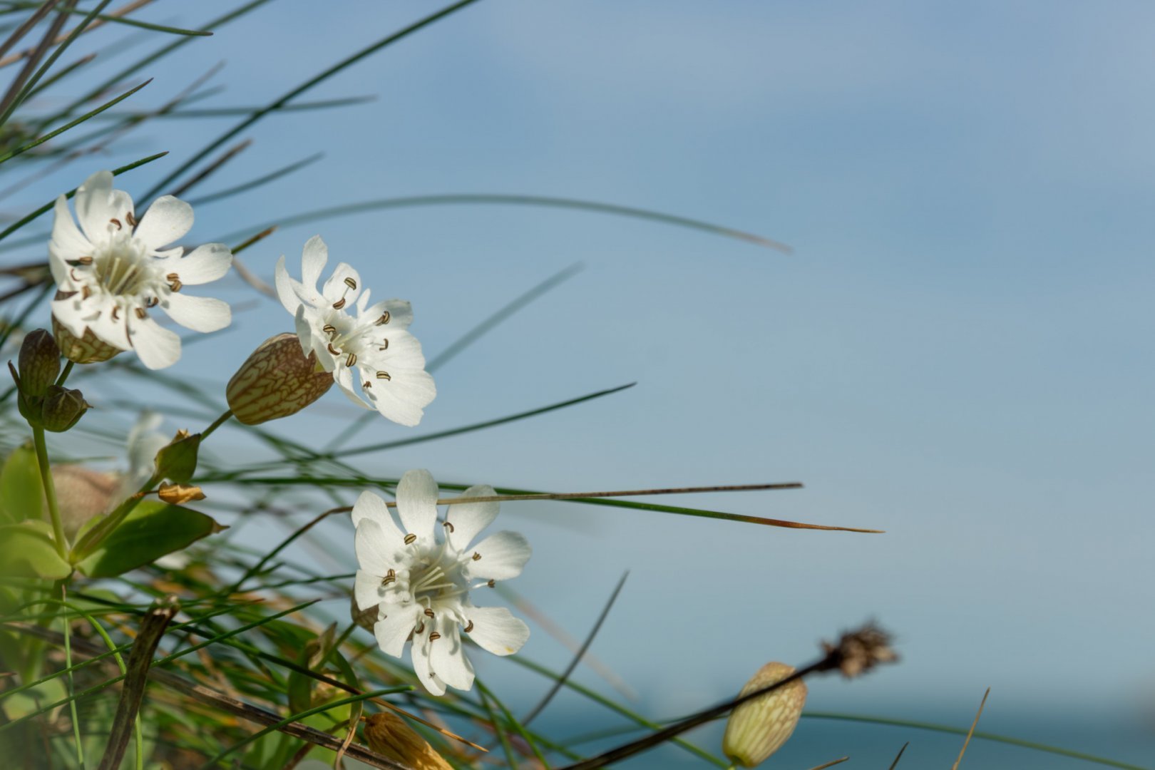 Fleurs-de-bord-de-mer.jpg