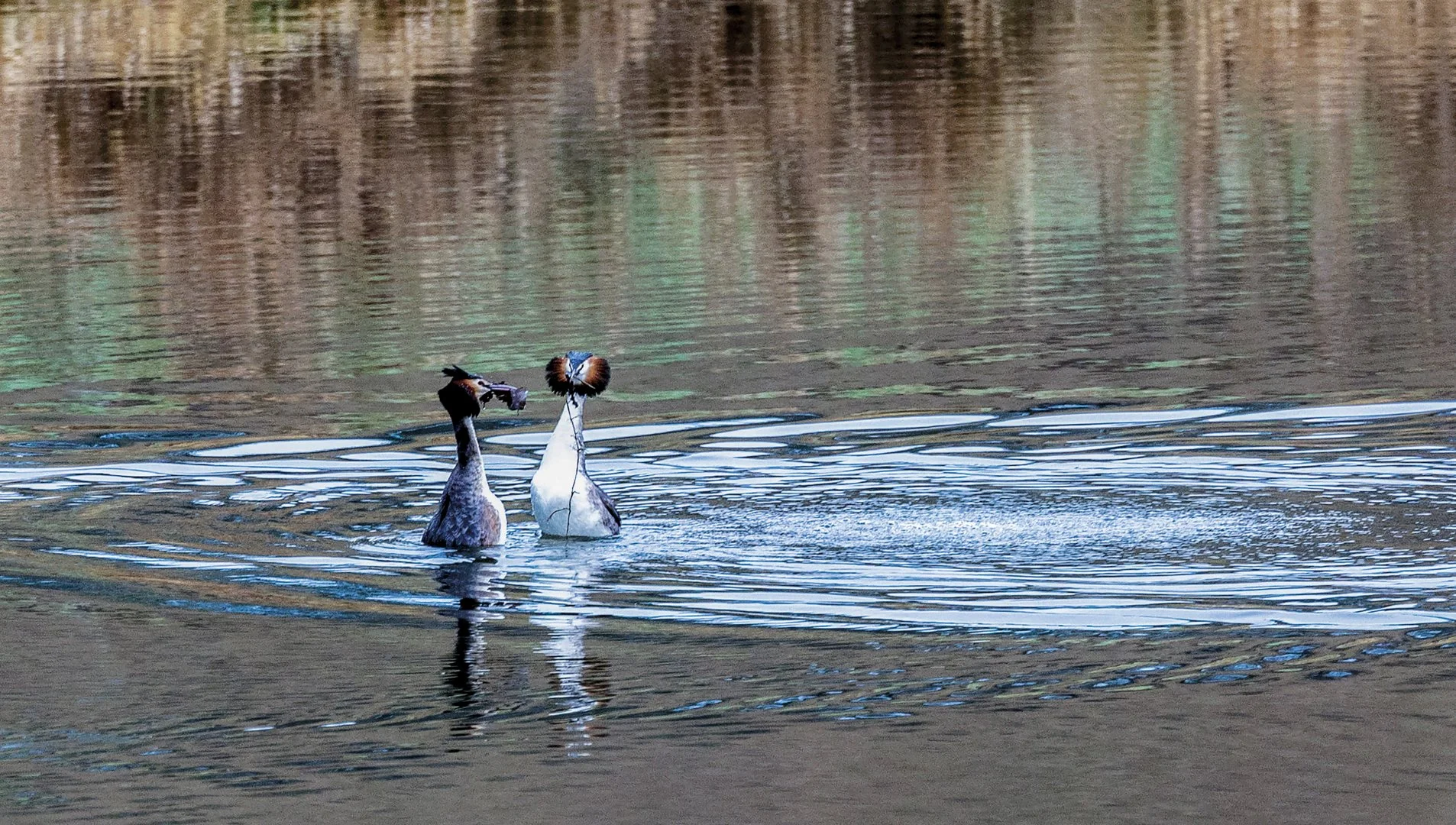 Bernard-A-expo-1-La-parade-des-grebes-huppes-expo_tirage.jpg