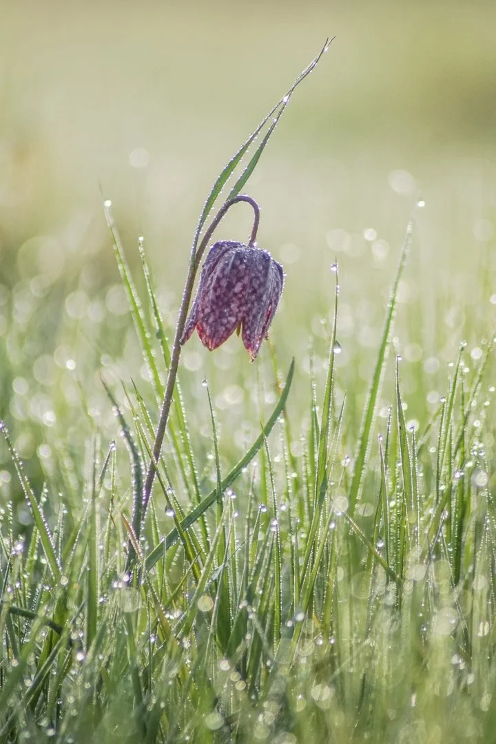 Fritillaires-2019-17.JPG