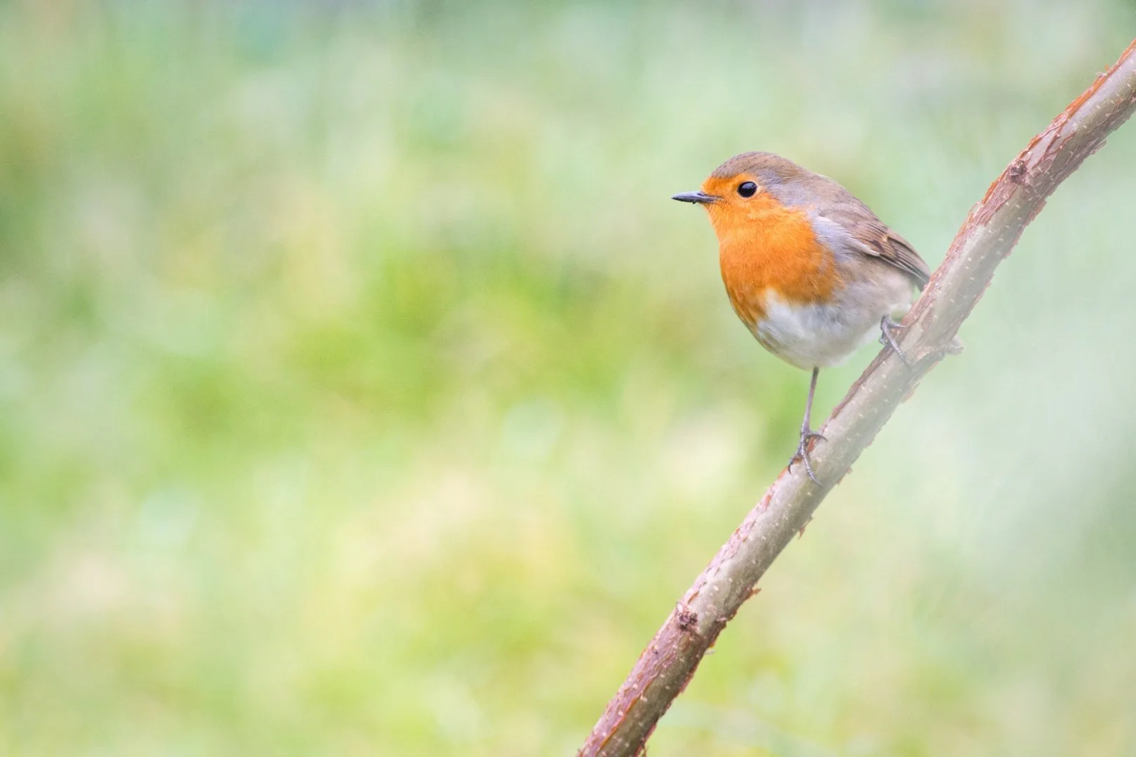 Robin-des-jardins.jpg