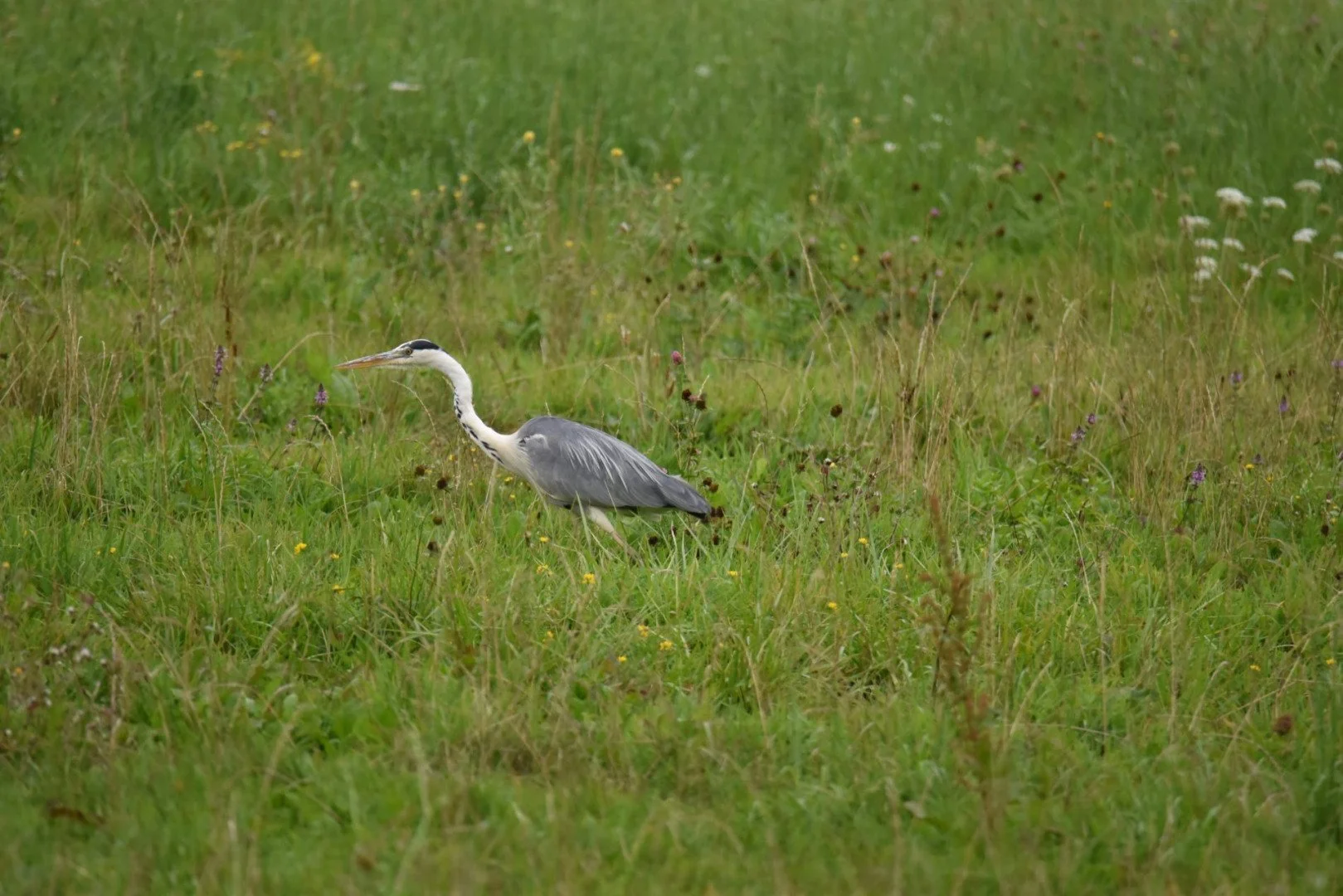 HM-Heron-cendre-Mod-600mm-S-Vit4000s-f6.3-ISO-3600-bord-de-la-Mayenne-DSC_0354.jpg