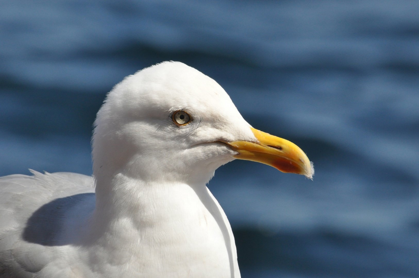 Regard-perçant.jpg