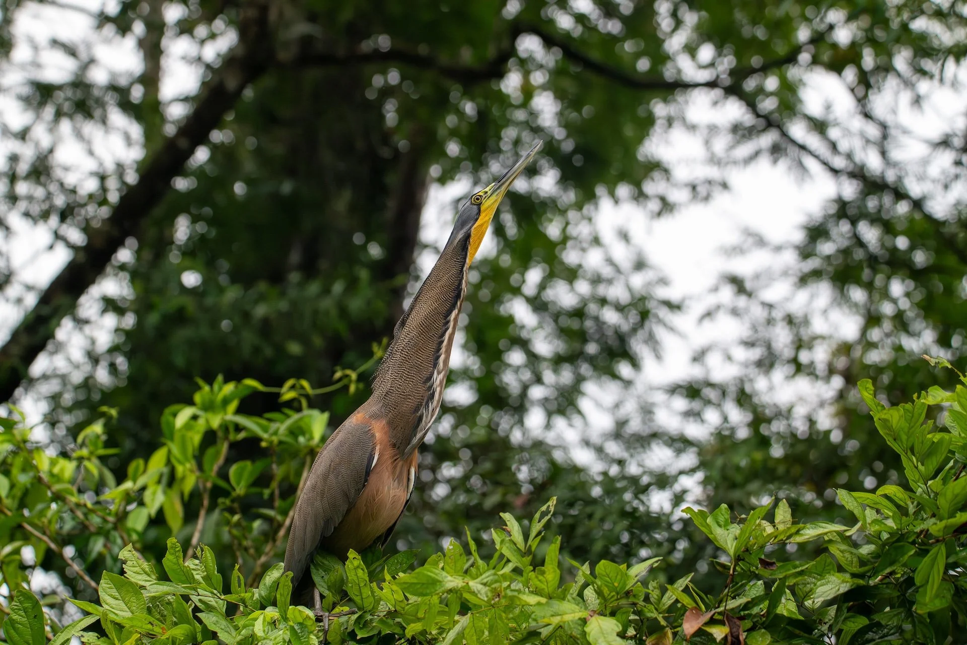01-04-HM31 Tiger-Heron DSC_8913.jpg