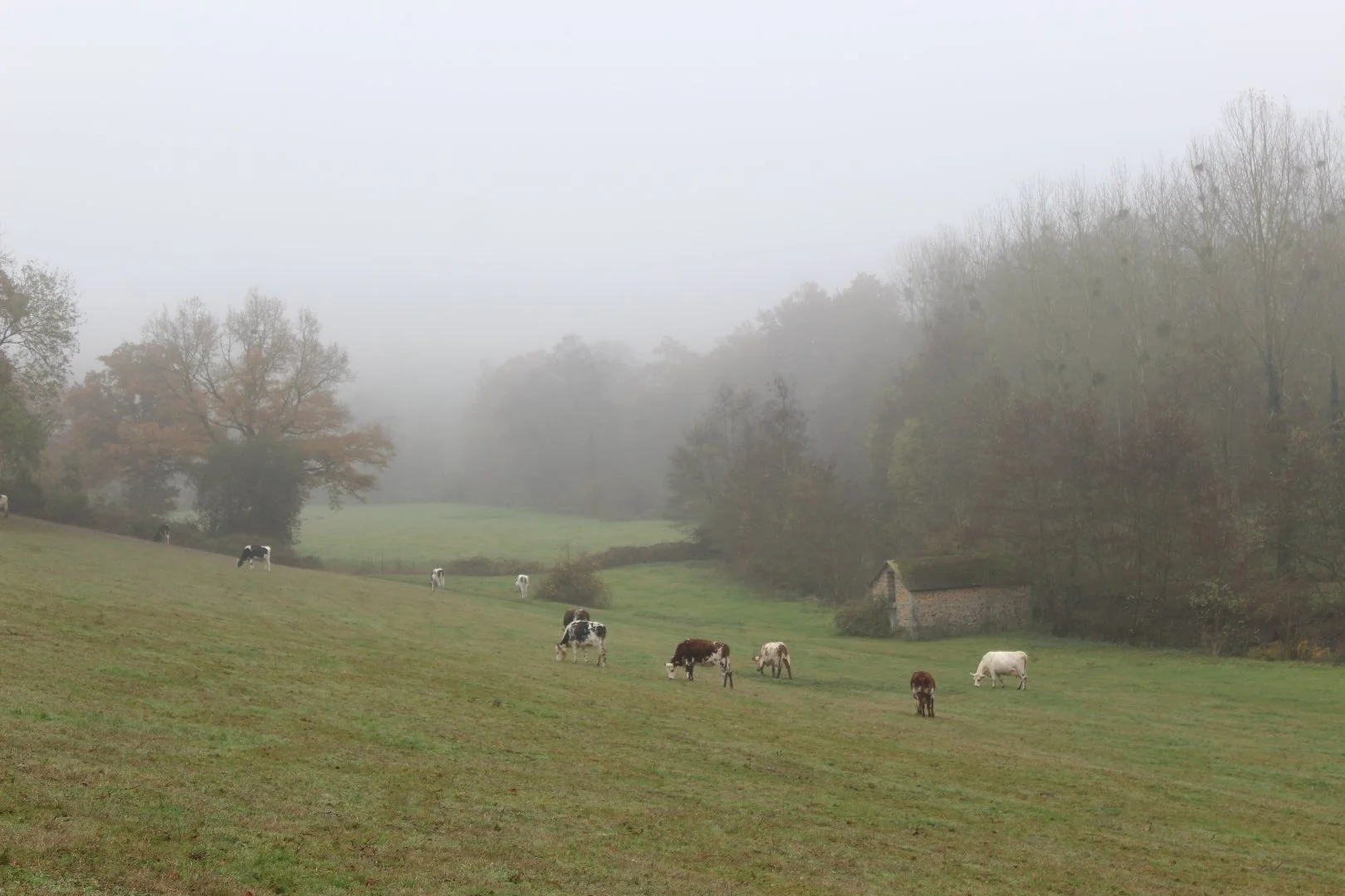 campagne-brumeuse.JPG