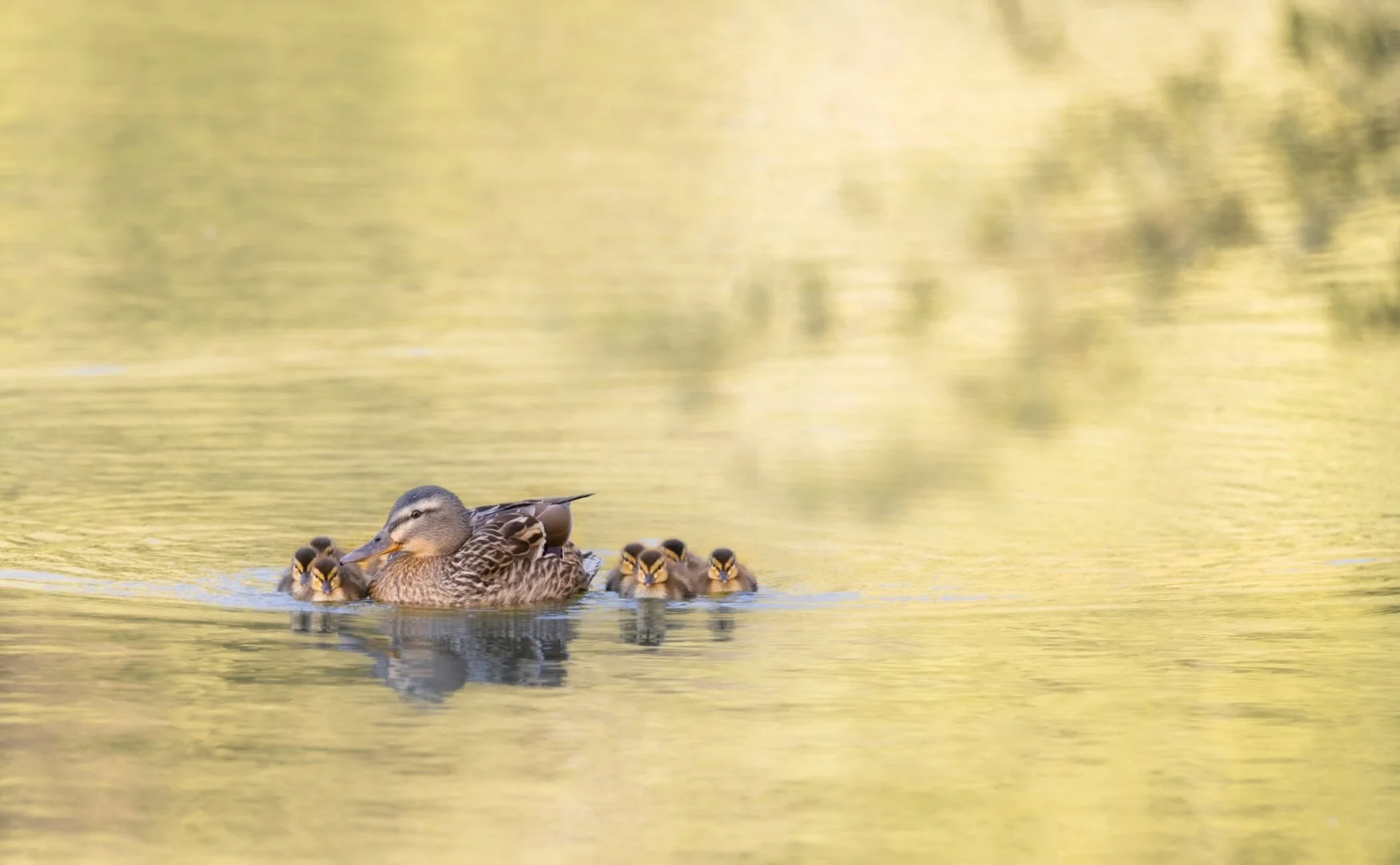 Madame-Canard-et-ses-Canetons-.jpg