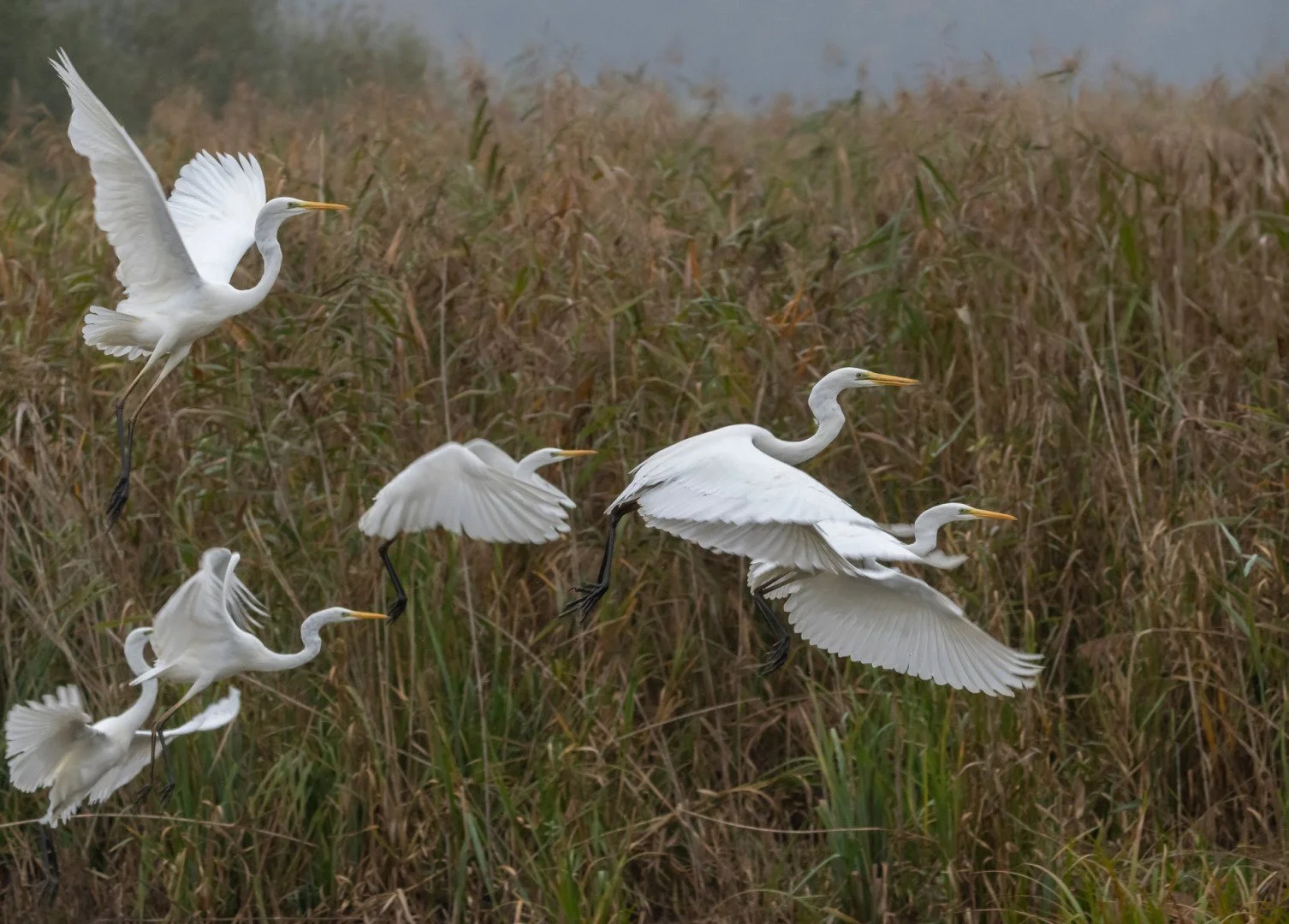 BH112024-11-grande-aigrette.jpg
