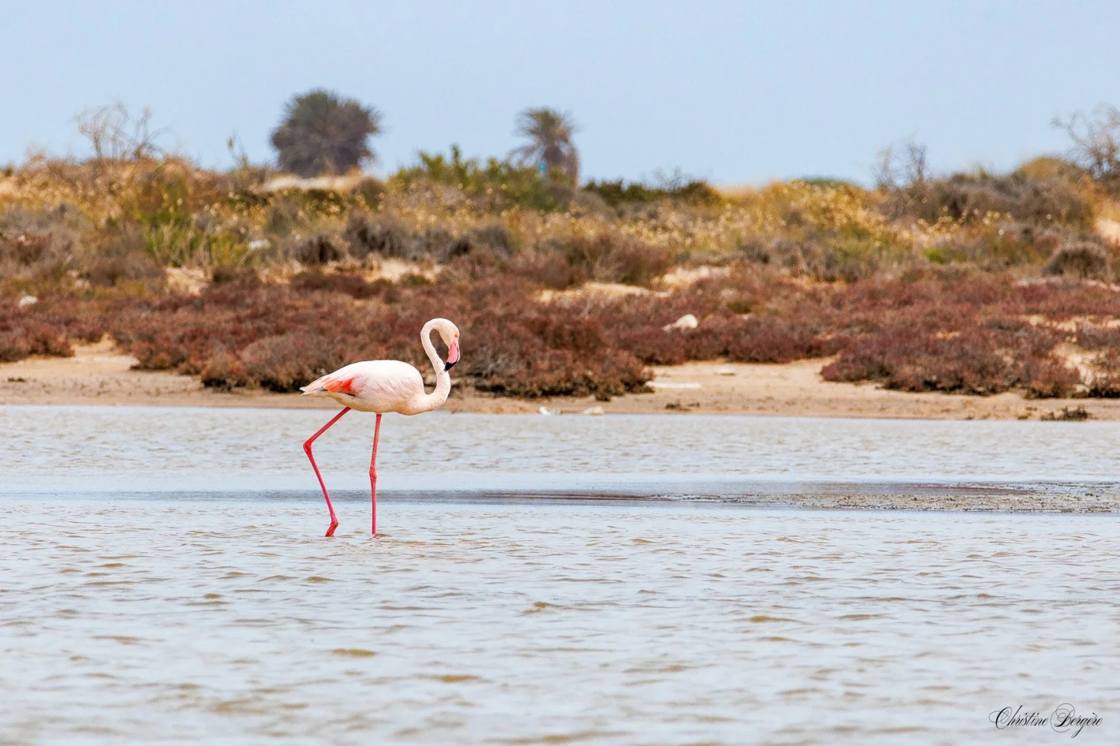 CB-0525-Flamant-rose.jpg