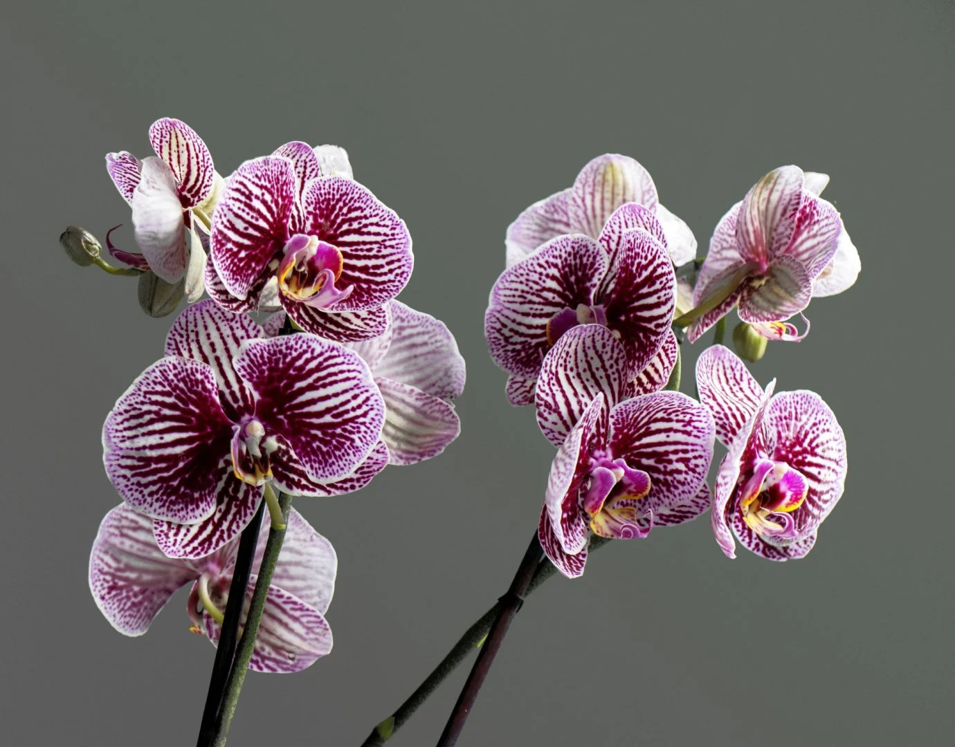 Orchidee.jpg