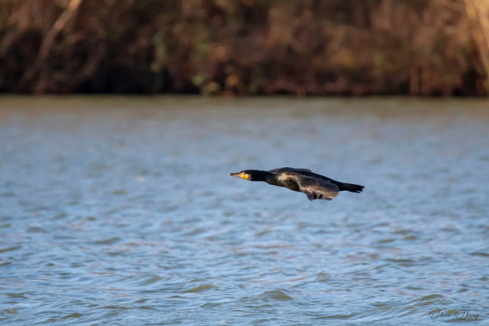 P-D-01-25-15-Cormoran.jpg